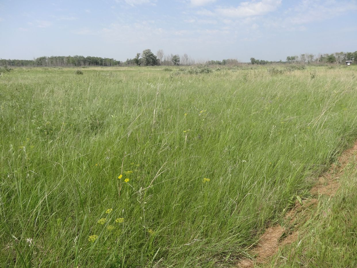 Grasslands