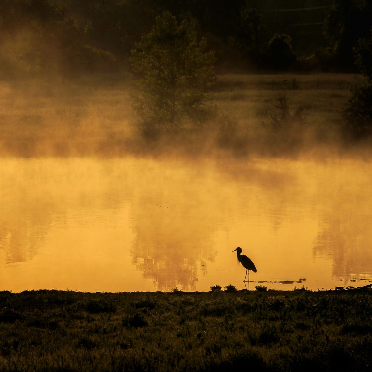 Farm Pond 