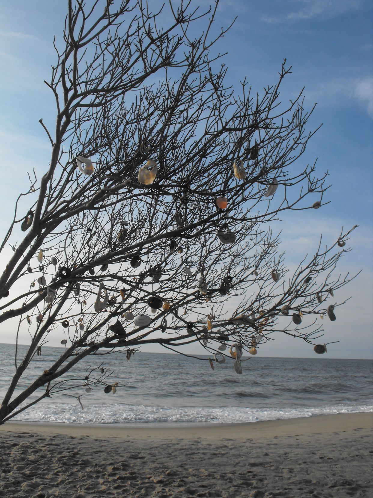 Wild Beach