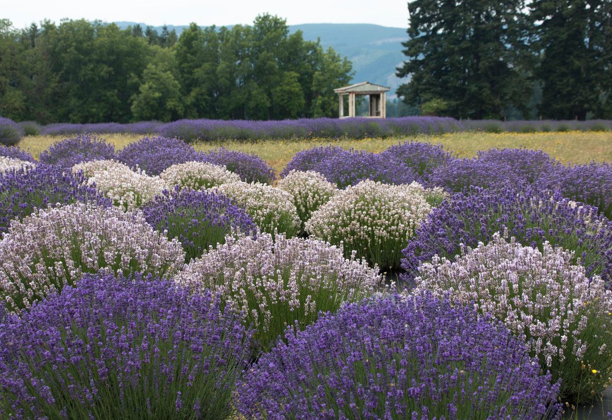 Lavender Valley