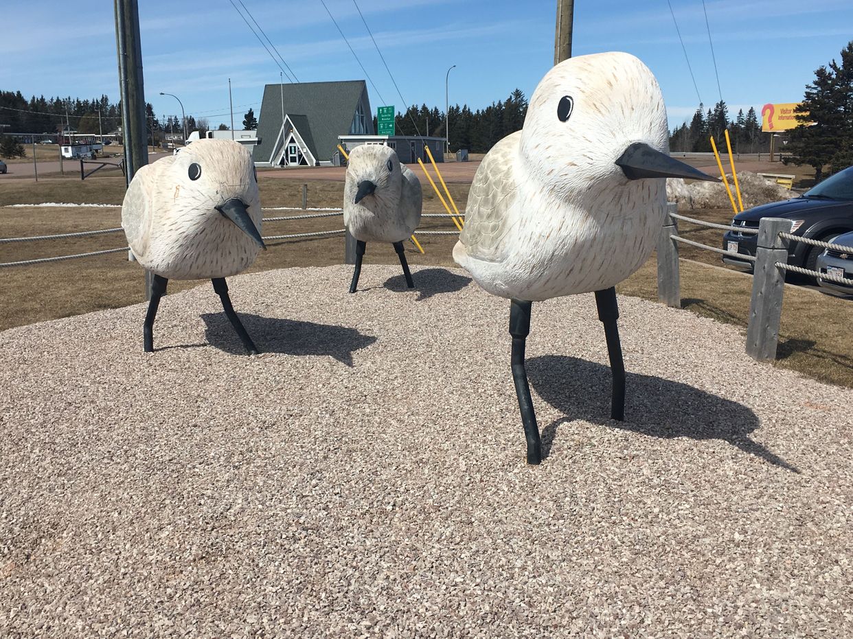 Giant Birds!!