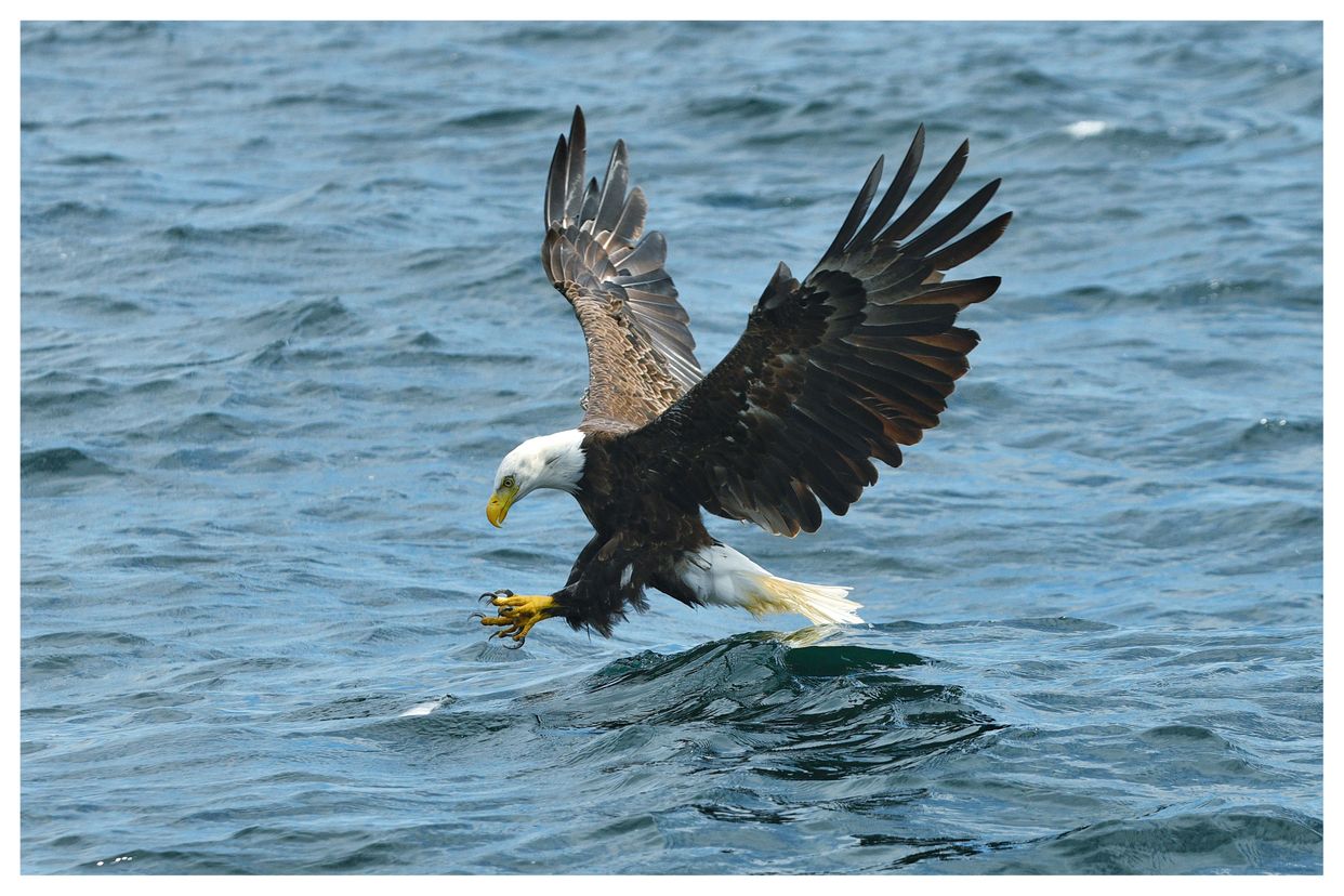 Bird Island View