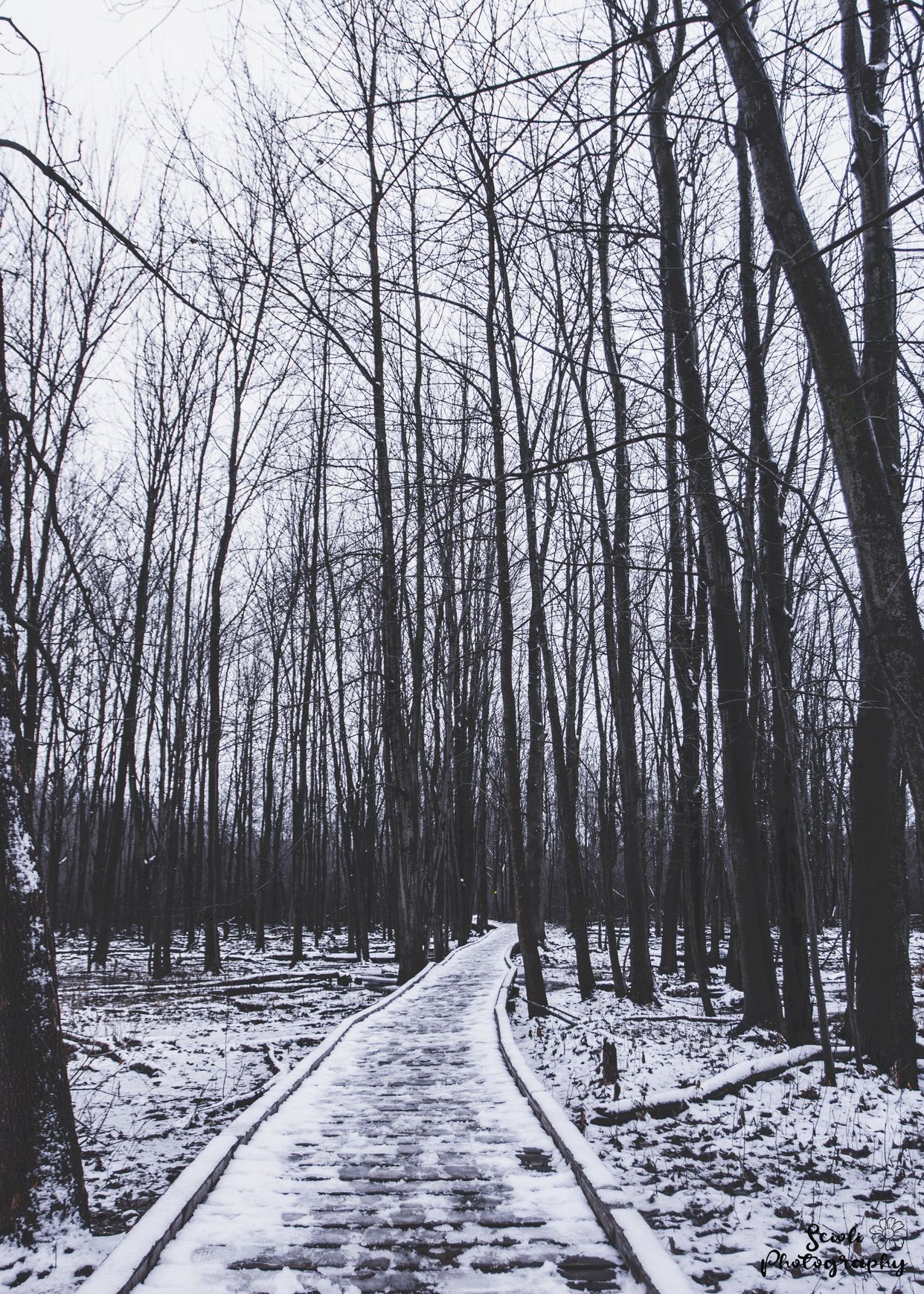 Sifton Bog Park
