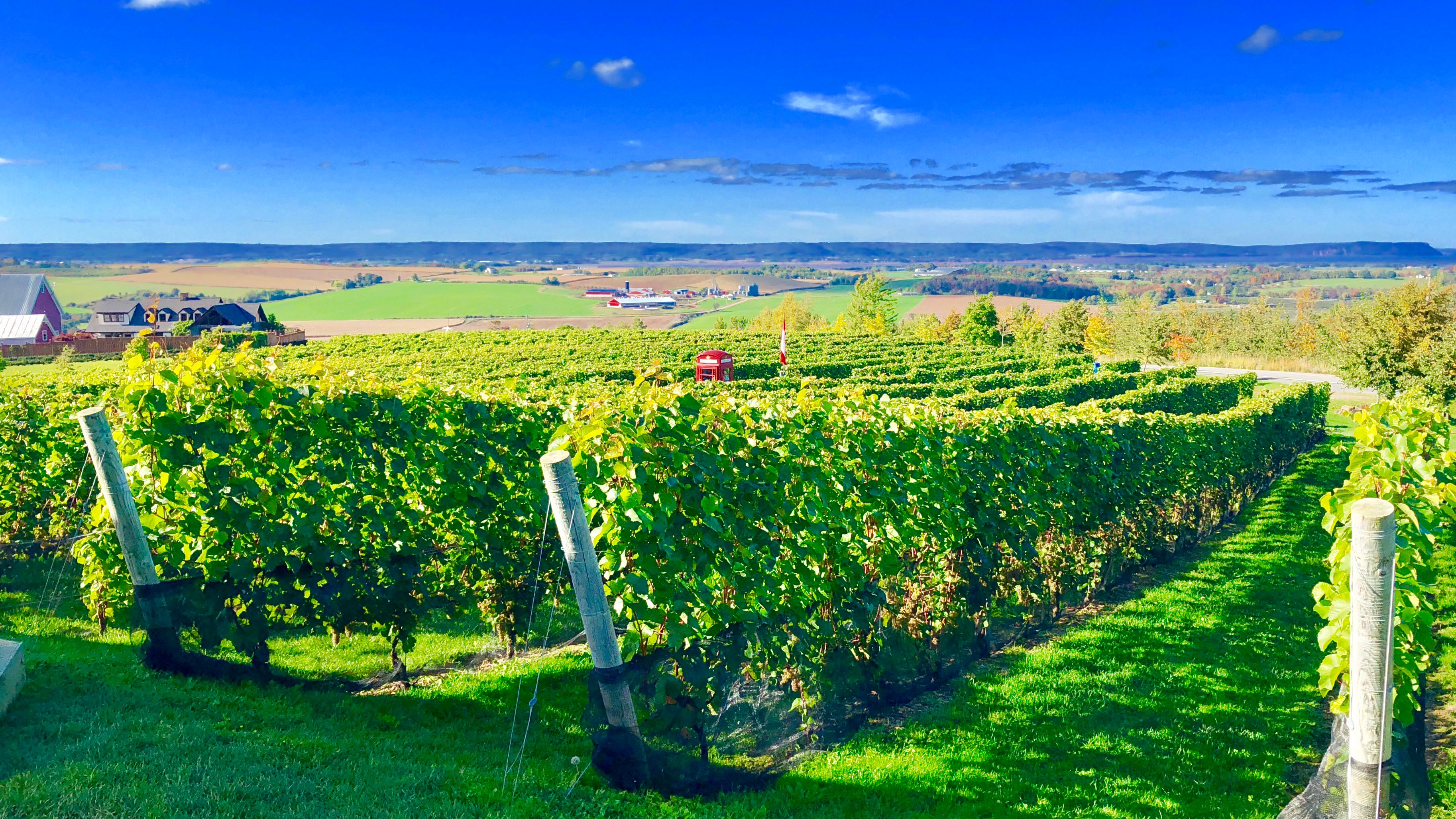 Luckett Vineyards — Photo by Keith Wazny