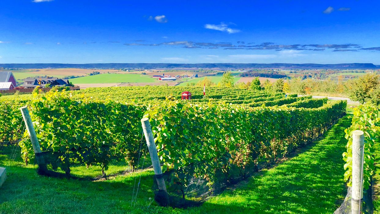 Luckett Vineyards