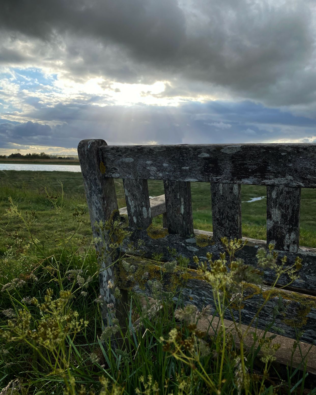 Riverbank on River Nene