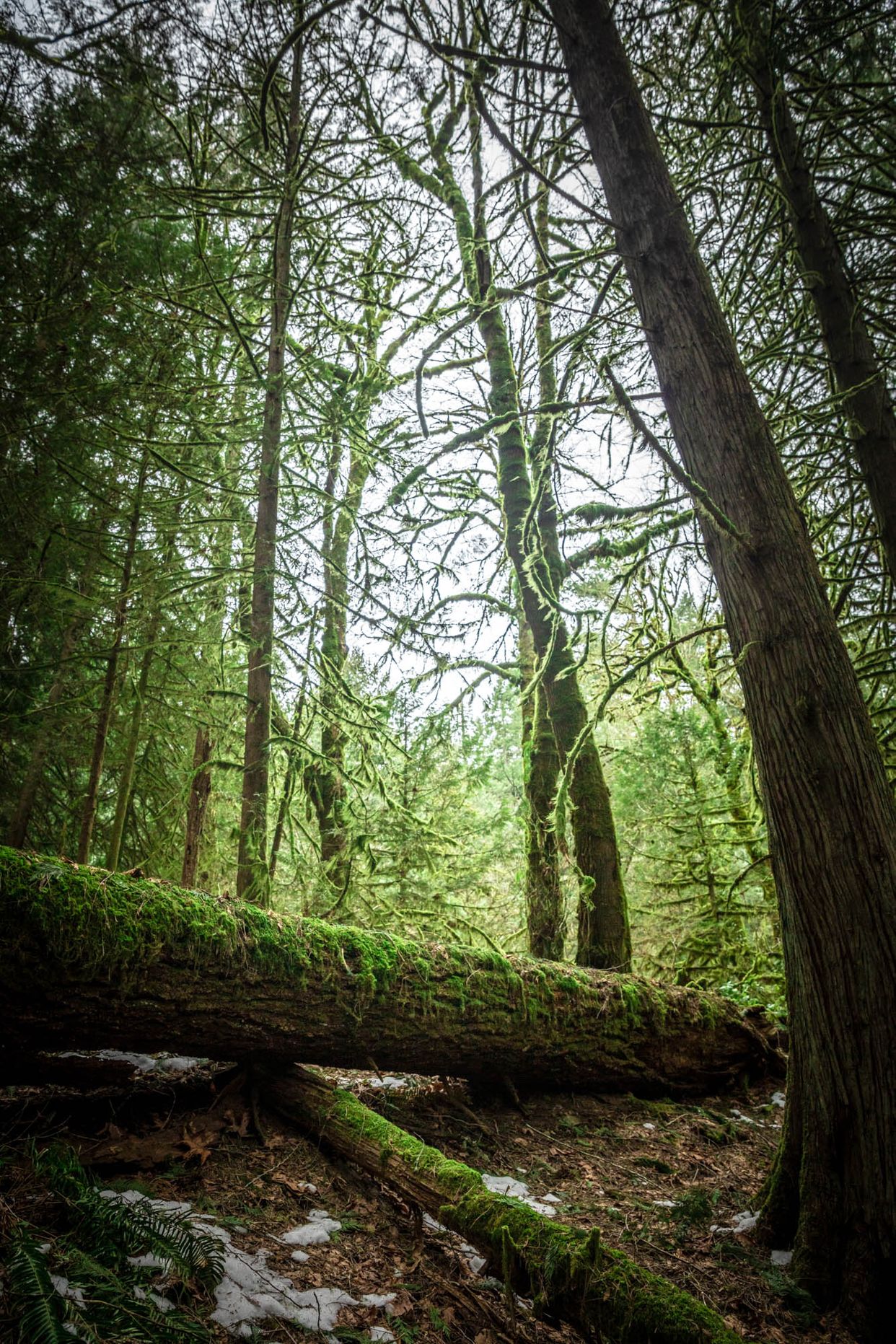 Goldstream Forest