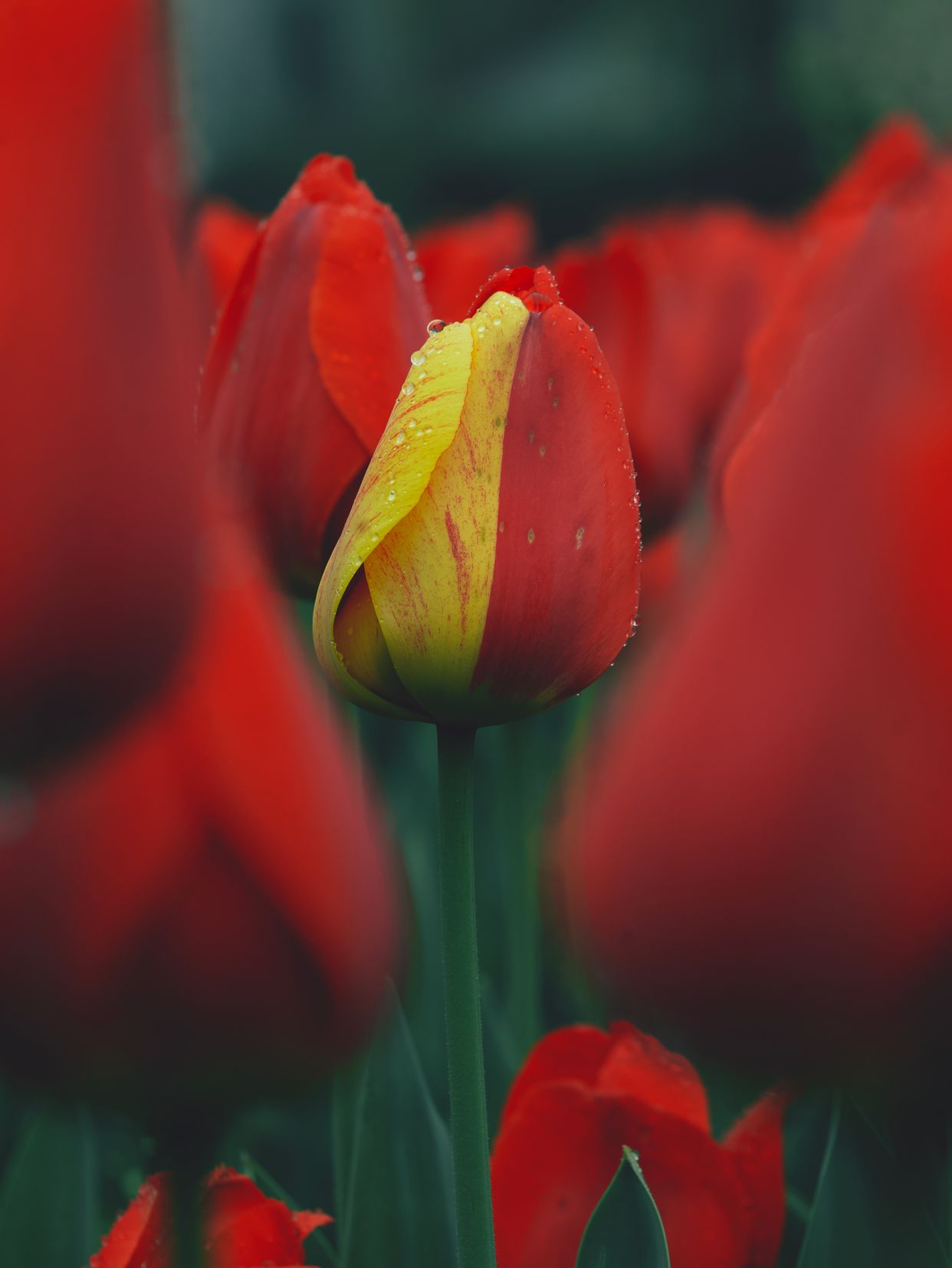Sherwood Gardens