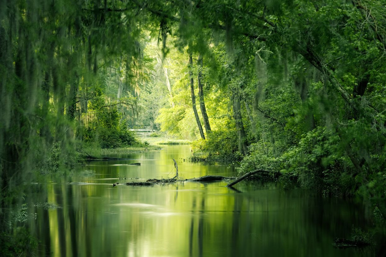 Phinizy Swamp