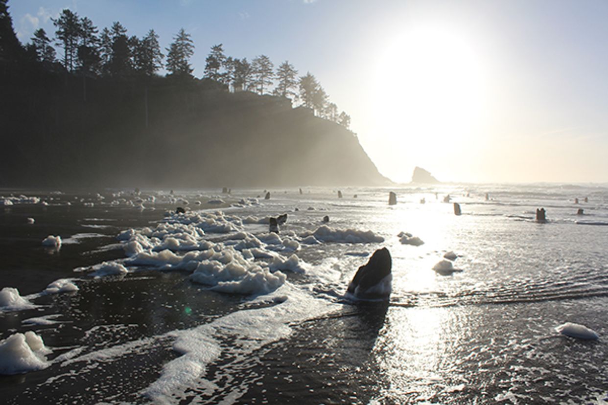 Neskowin Ghost Forest