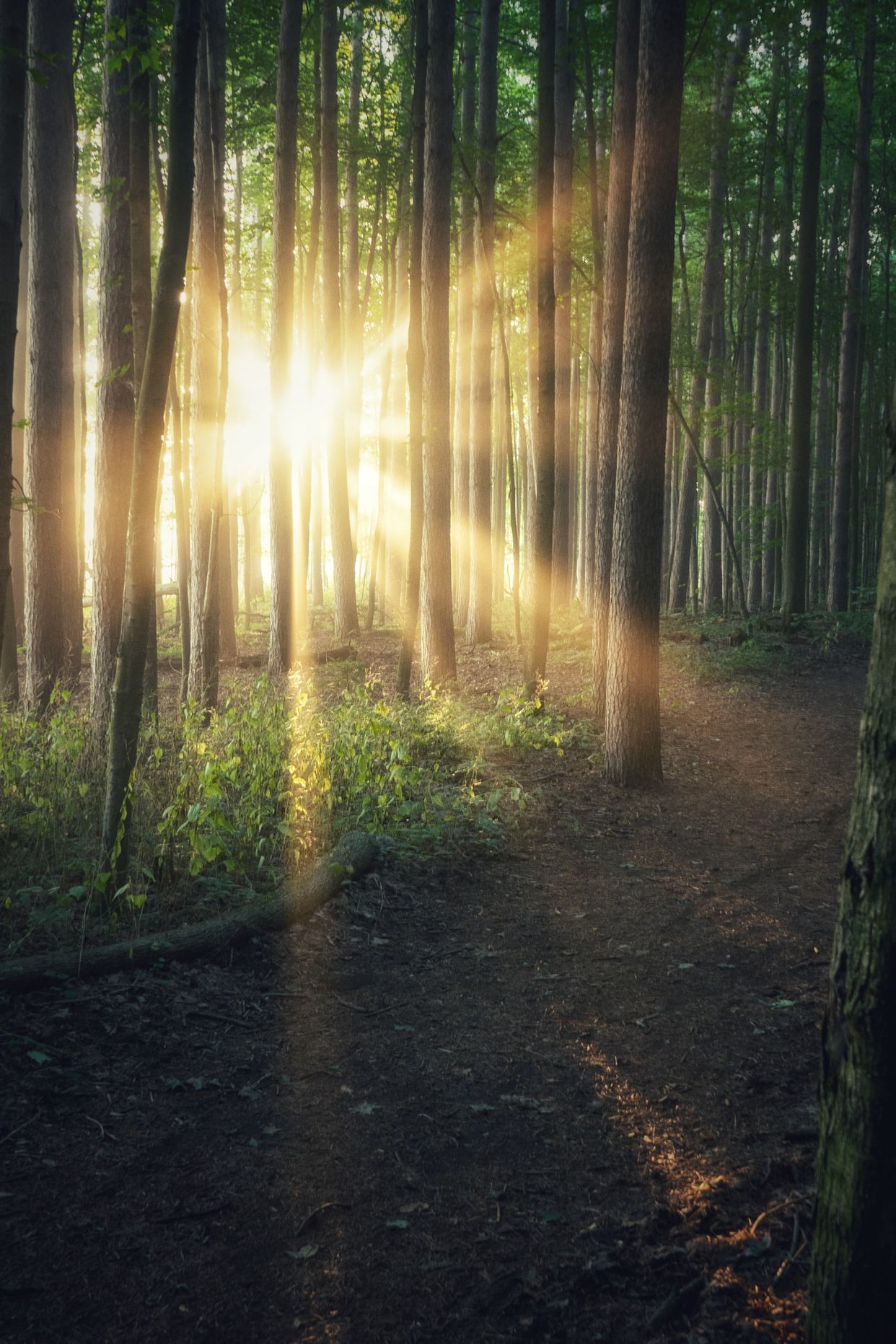 Springwater Conservation Area