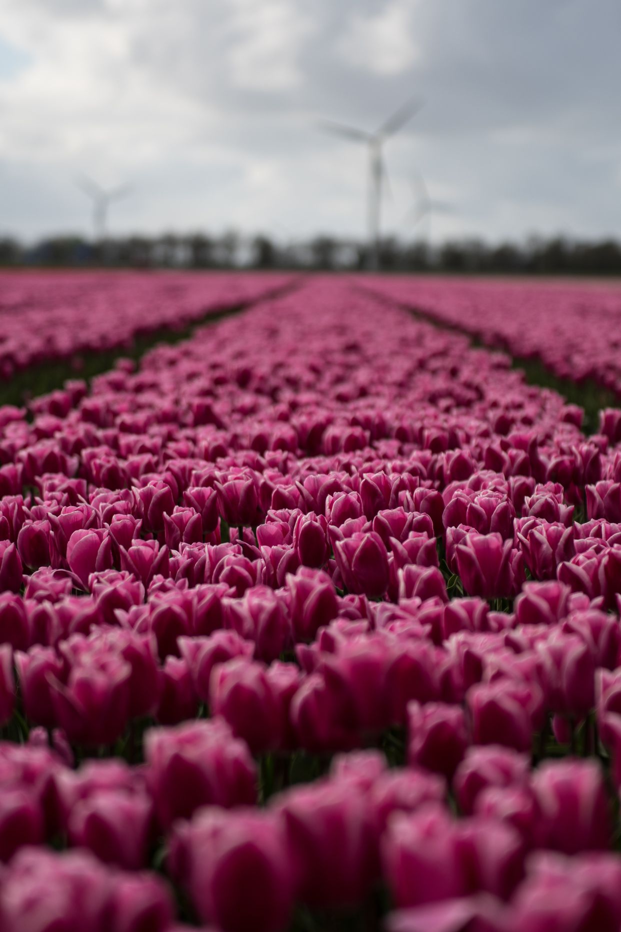 Espel Tulip Fields 