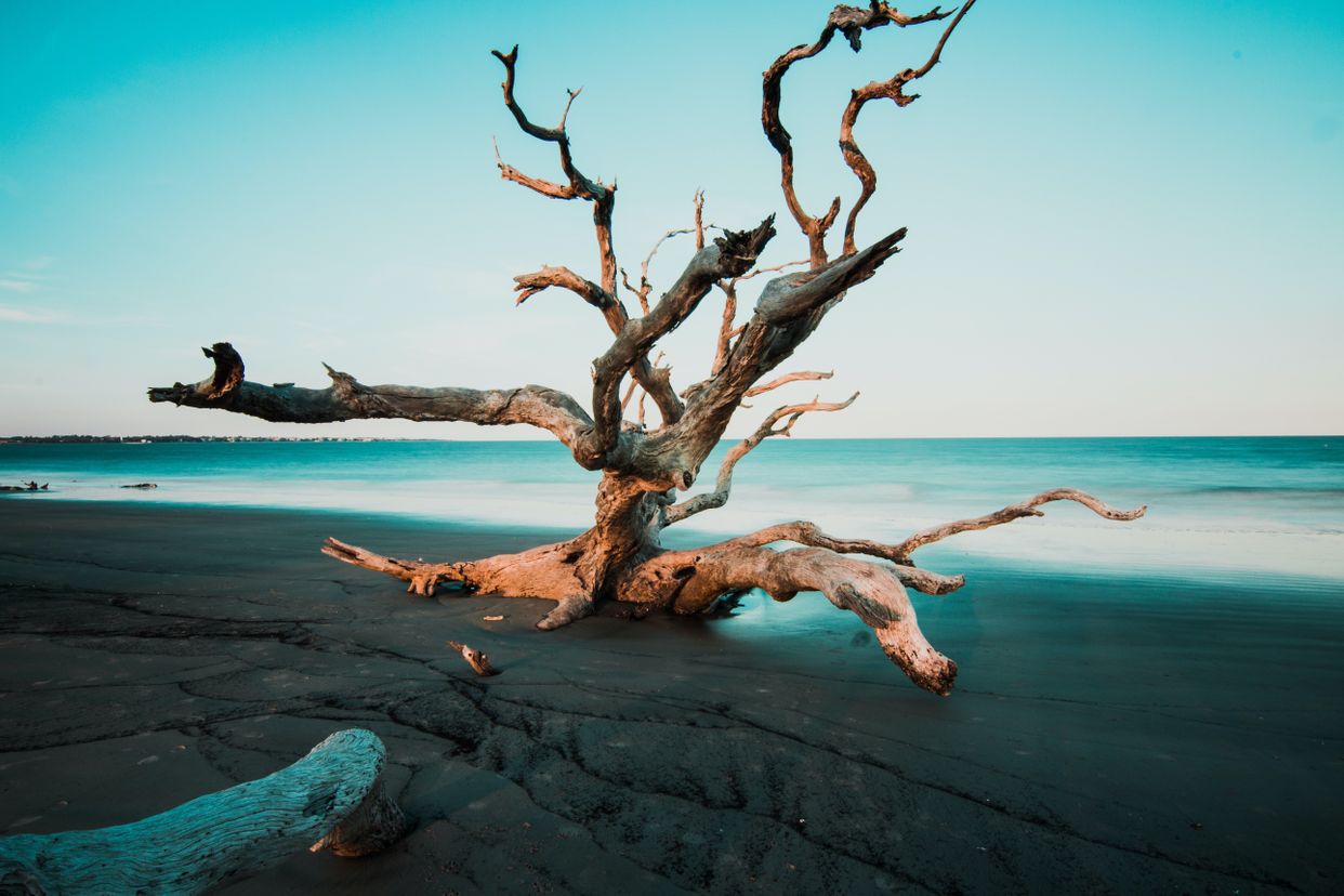 Driftwood Beach