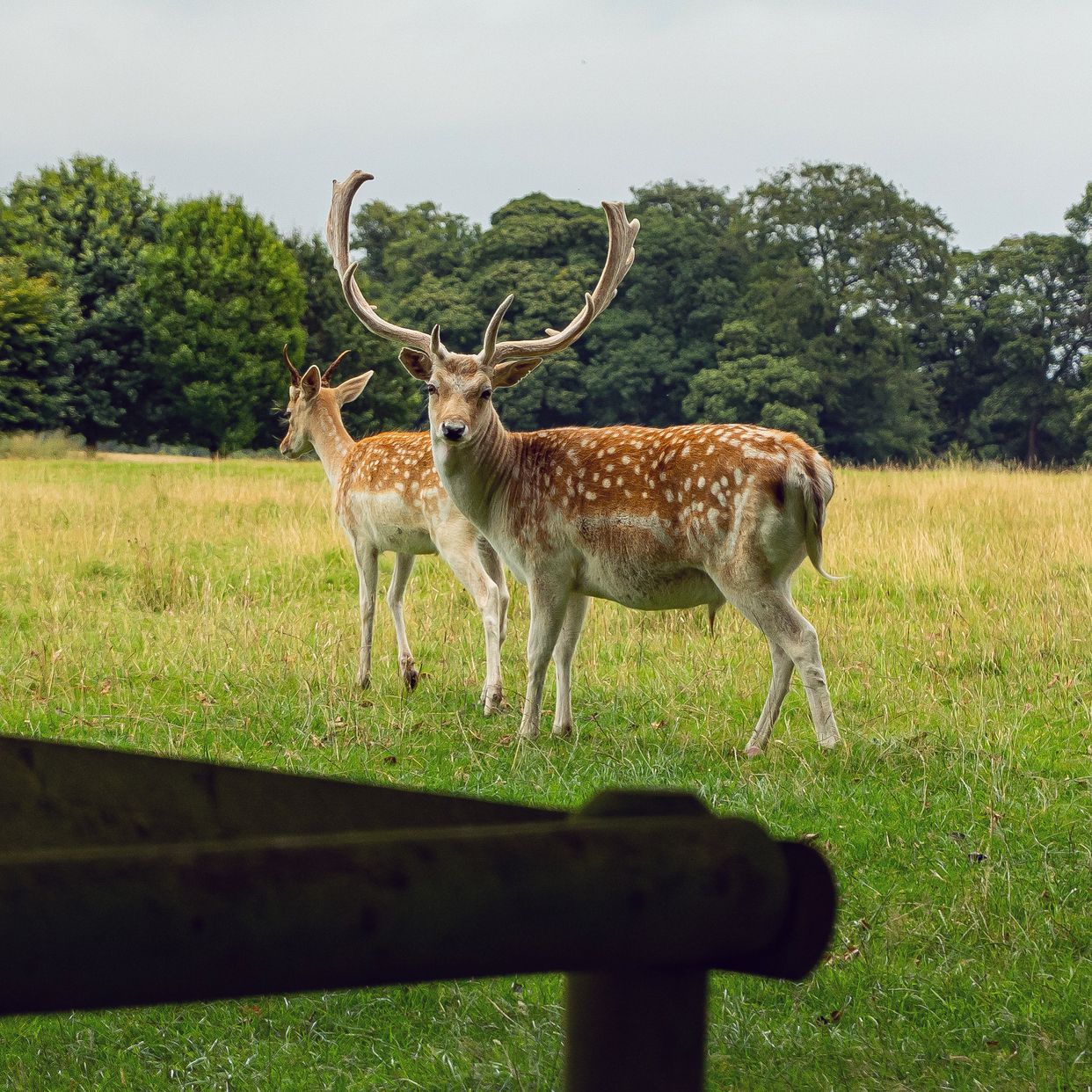 Tatton Park
