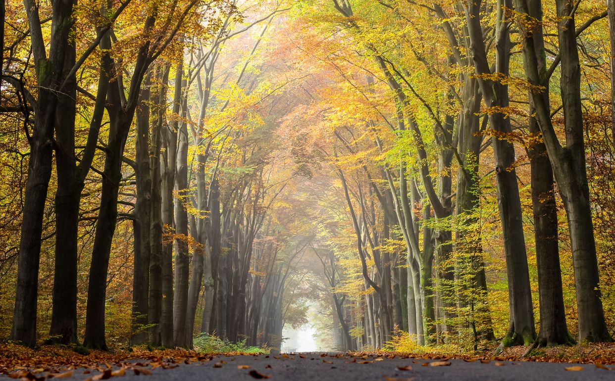 Dülmen, Börnste, Waldweg