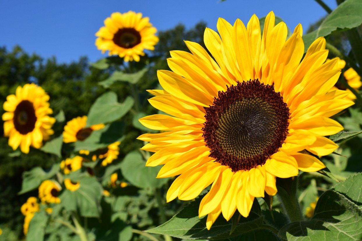 Sunrise Sunflower Farm