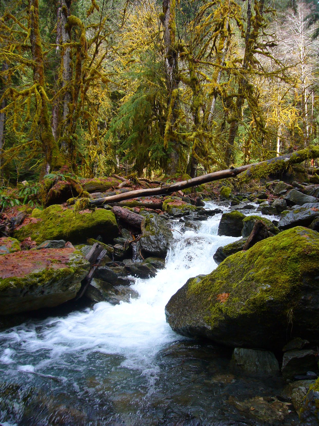 Quinault Rain Forest Trail