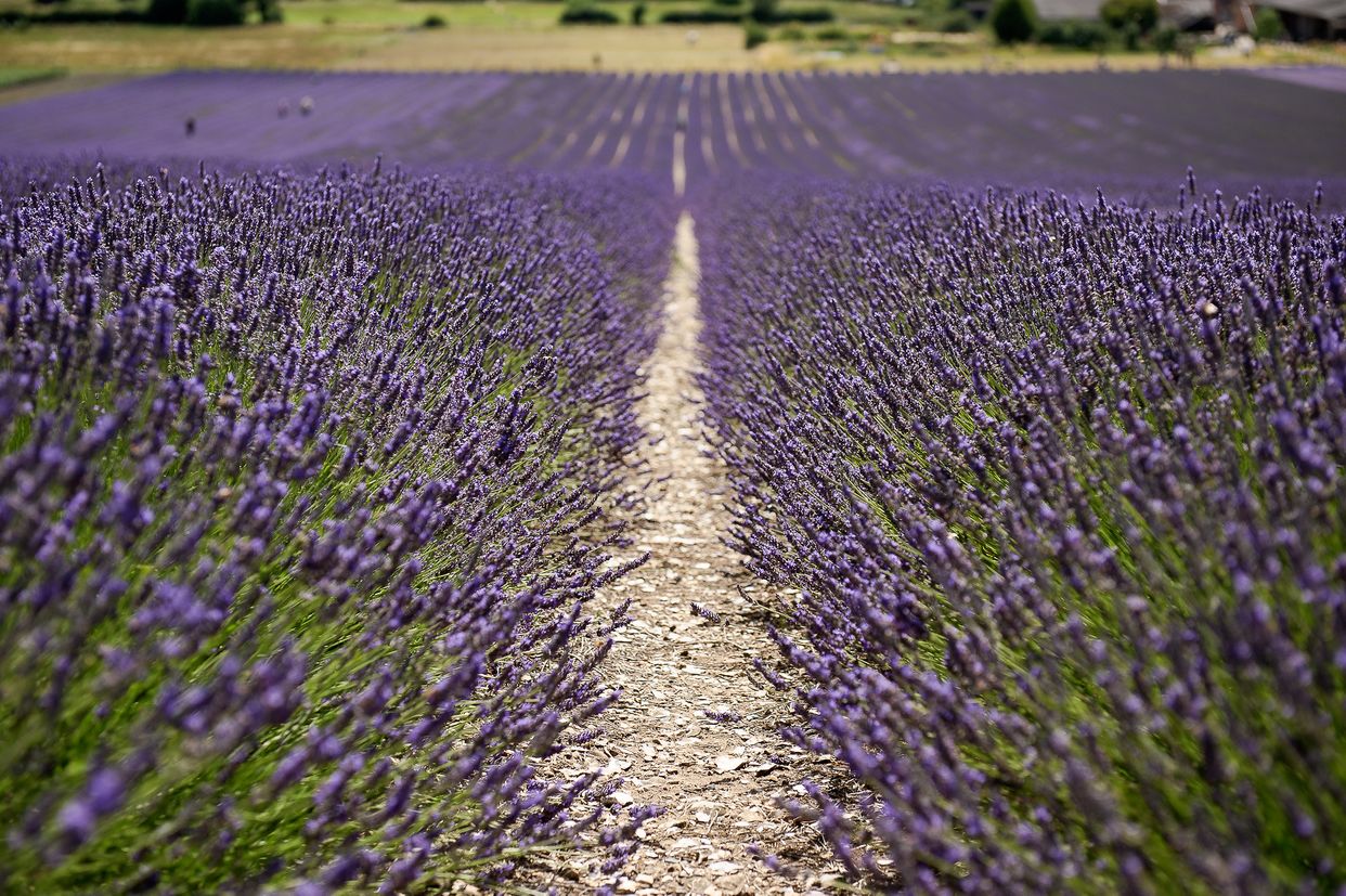 Hitchin Lavender