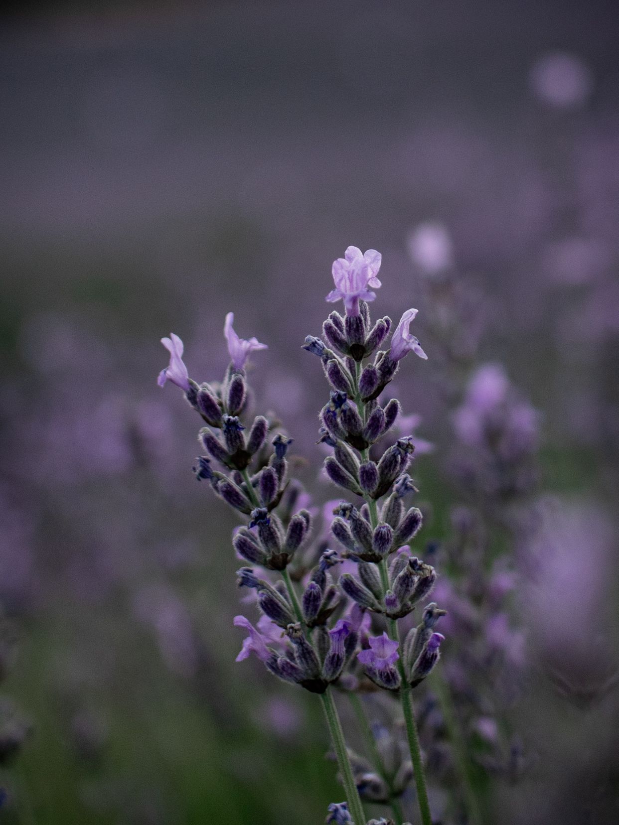 Jardin du Soleil Lavender Farm