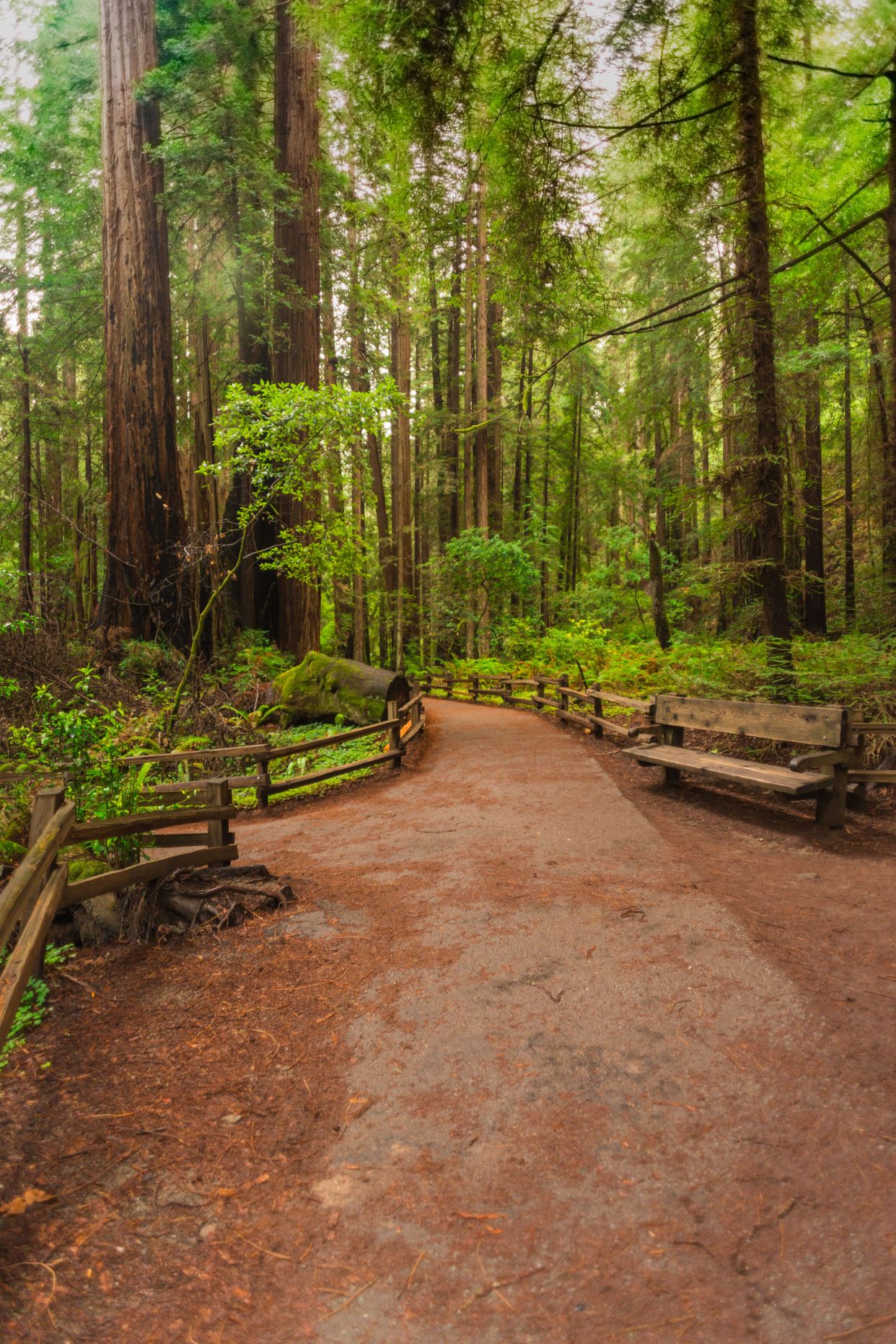 Muir Woods Trail