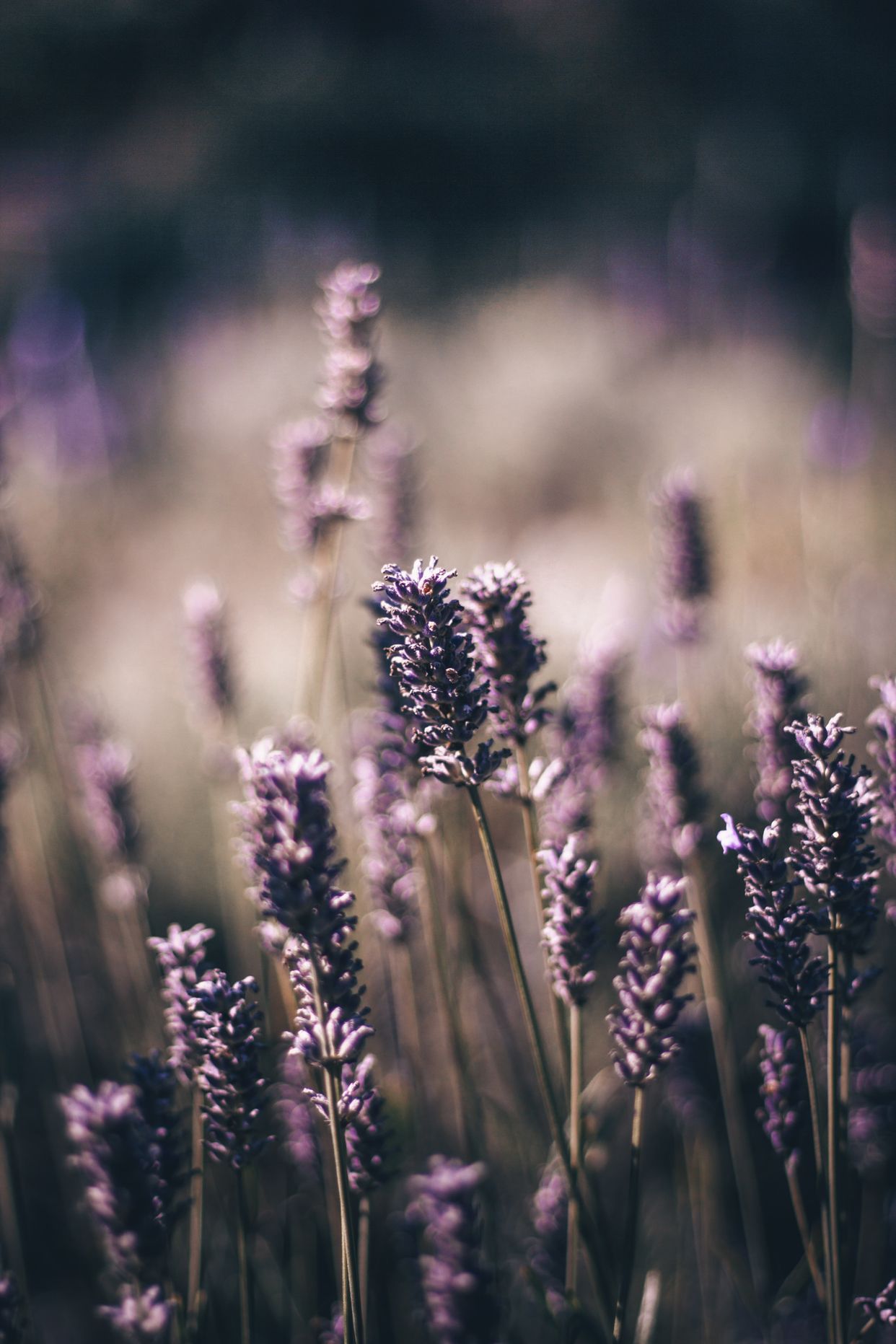 Jersey Lavender