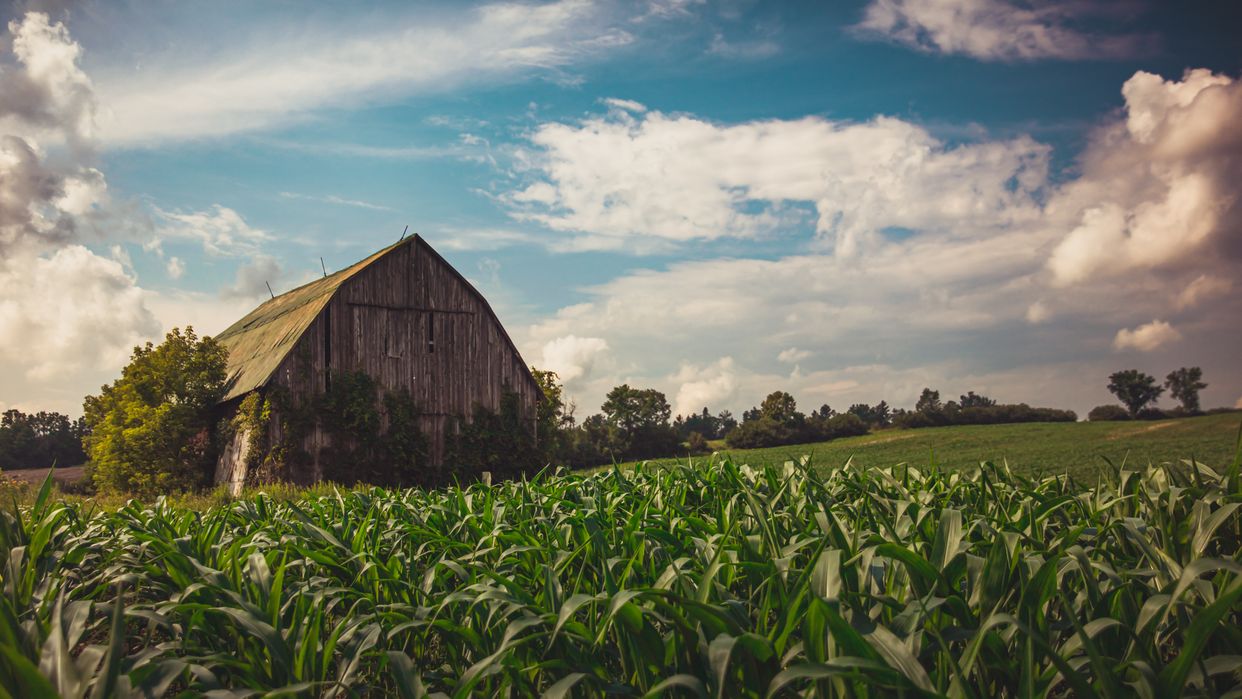 Old Barn in Corn Field