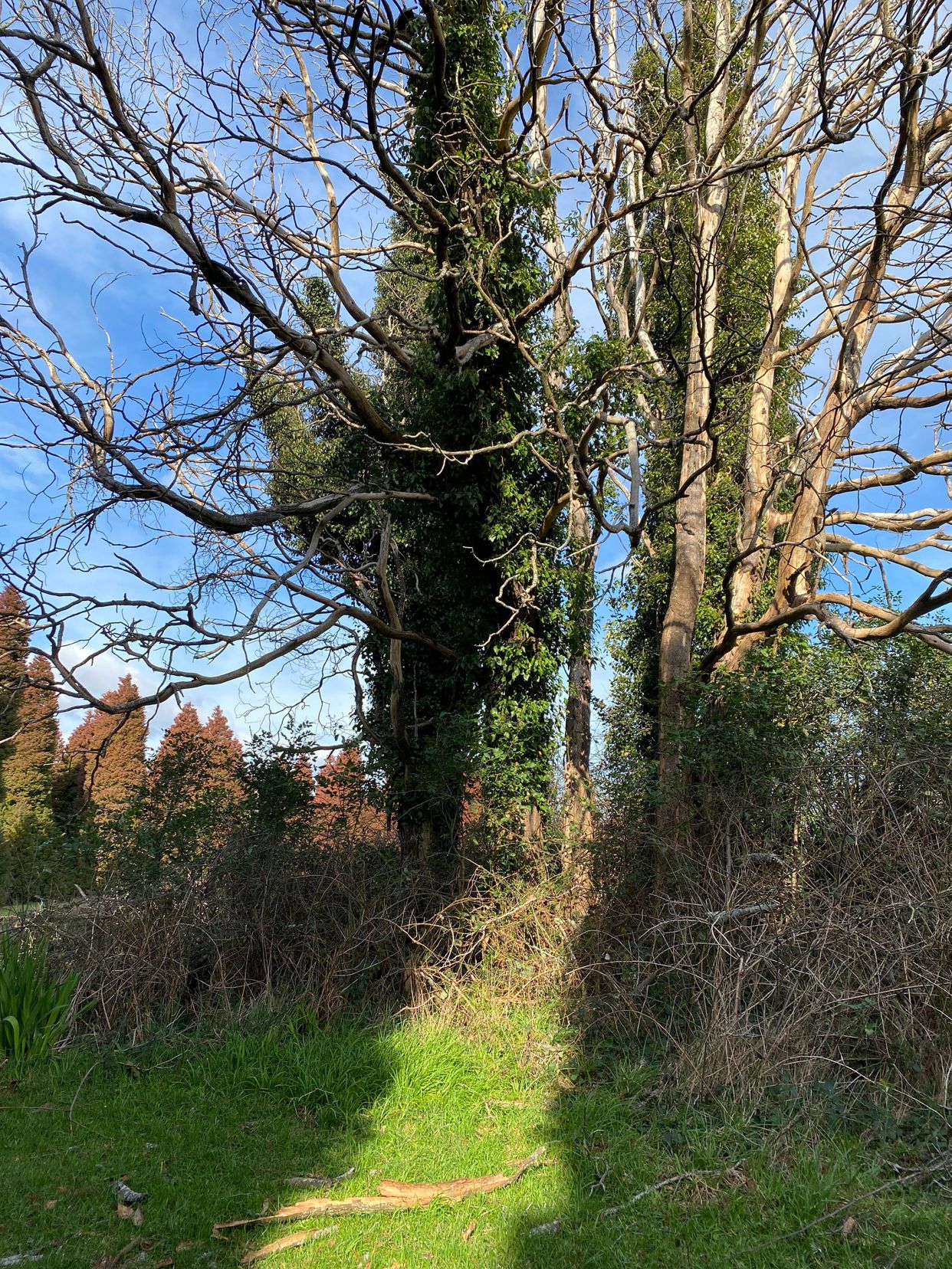 R.J. Hamer Arboretum