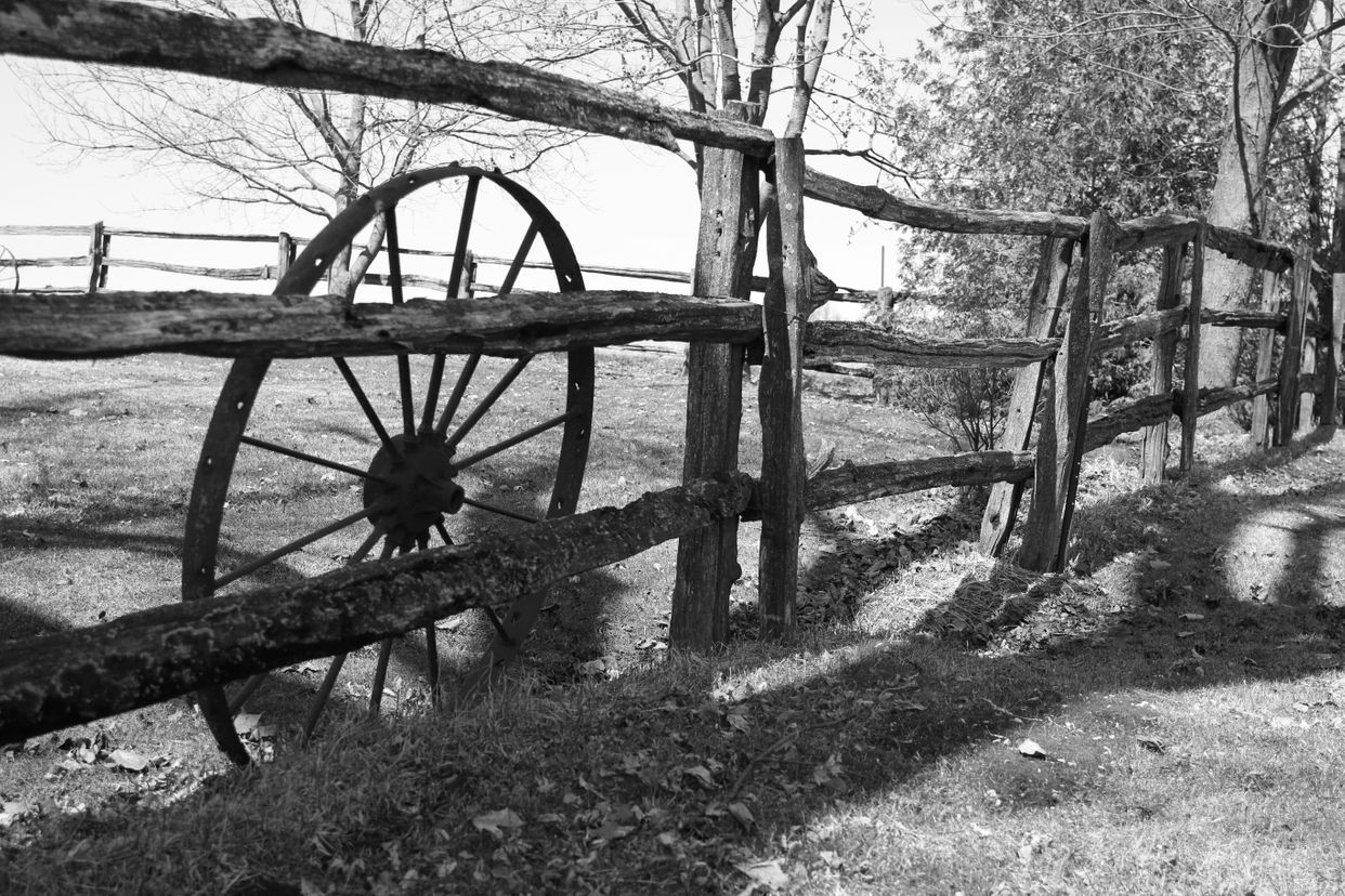 Country Fenceline