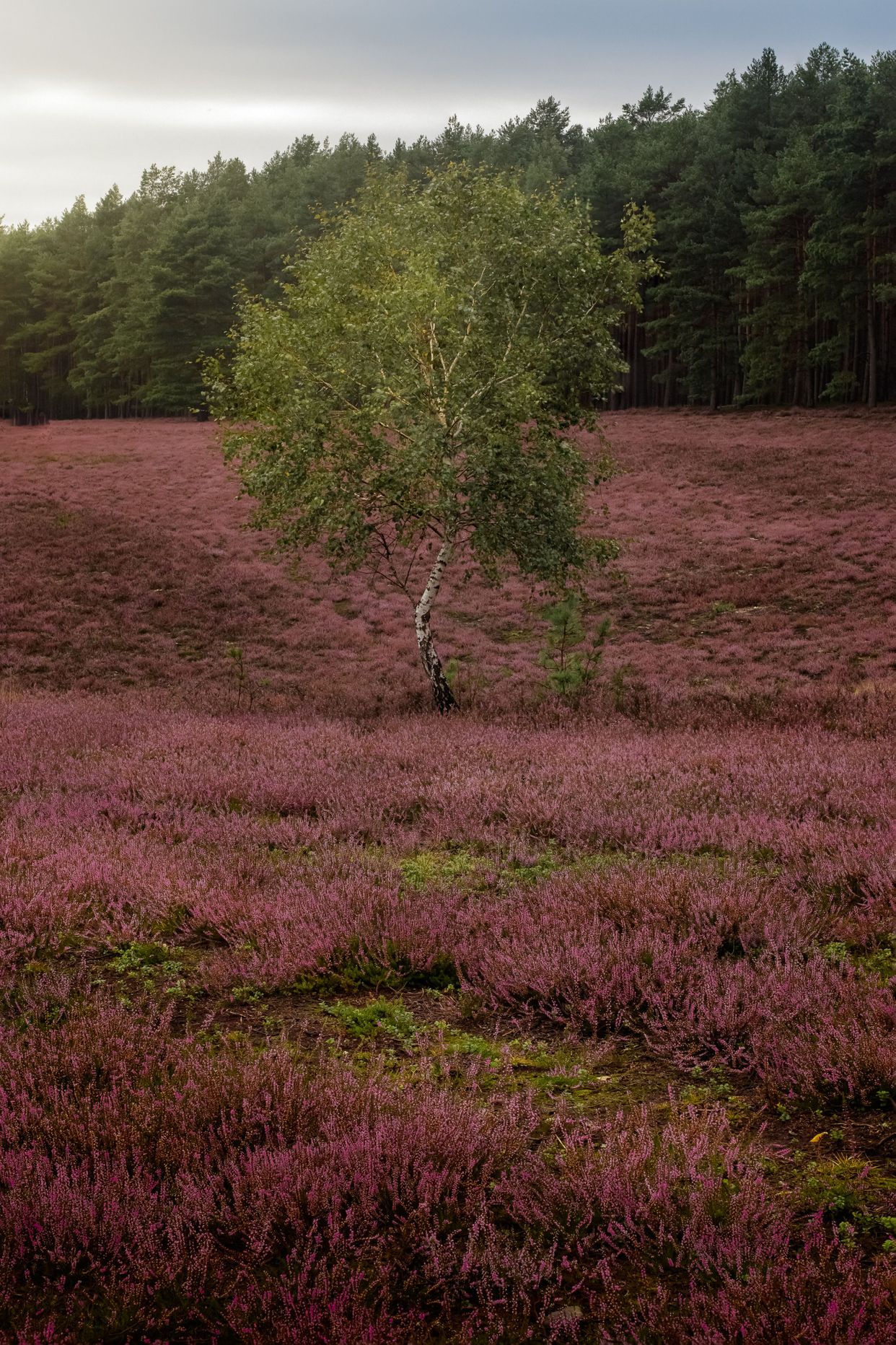 Parque Natural De Südheide