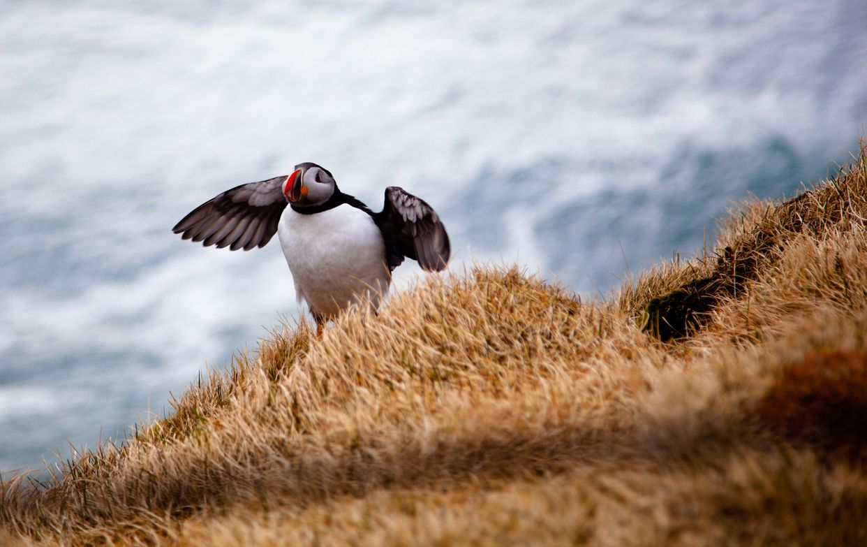 Puffin Lookout