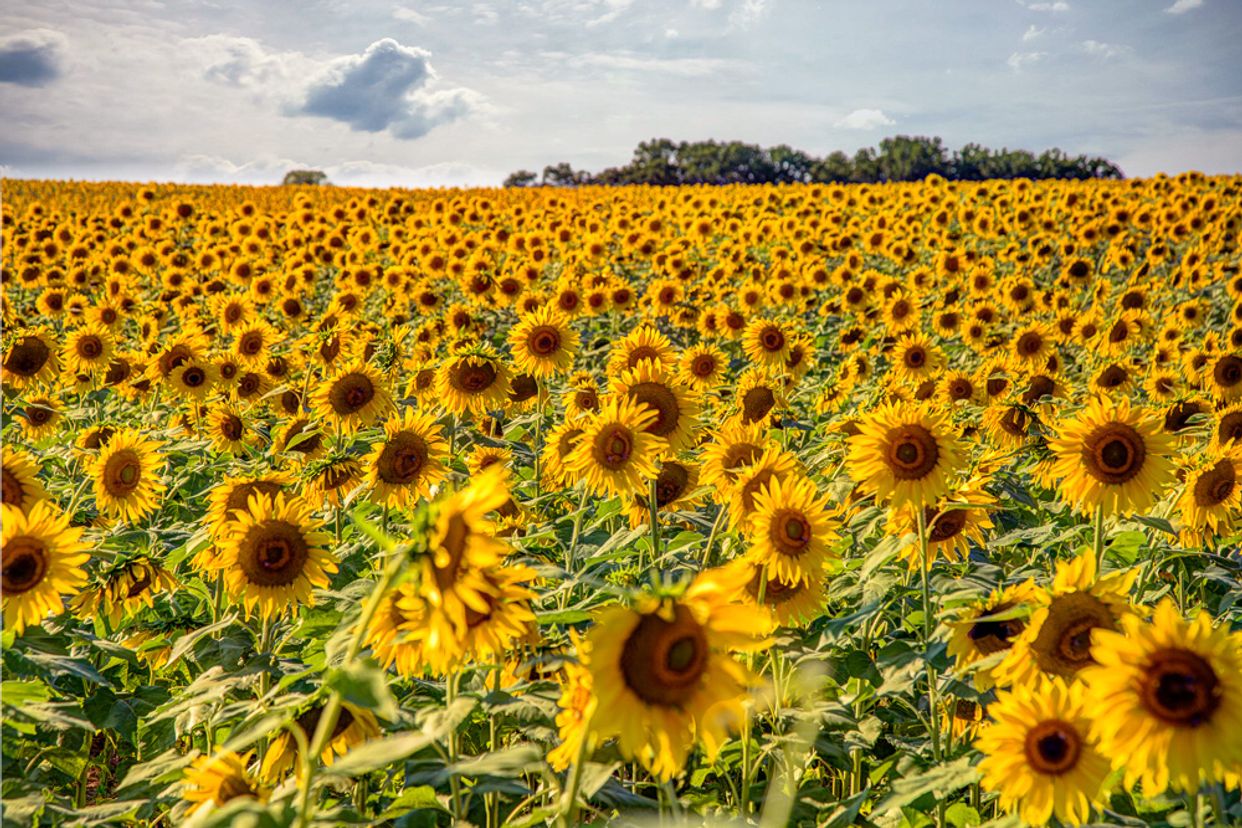Clear Meadow Farm