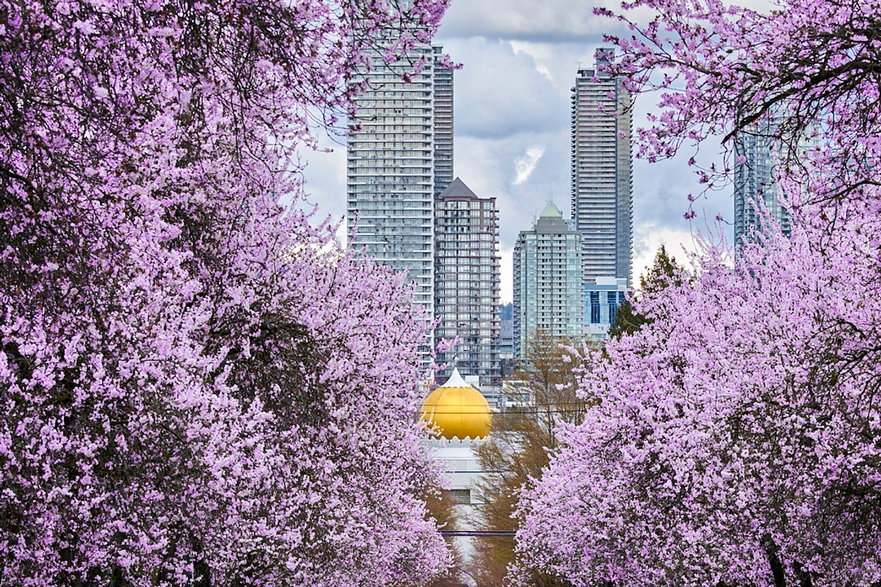 Cherry Blossoms