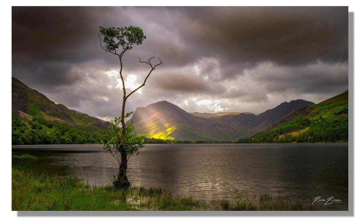 Buttermere Lake Lone Tree