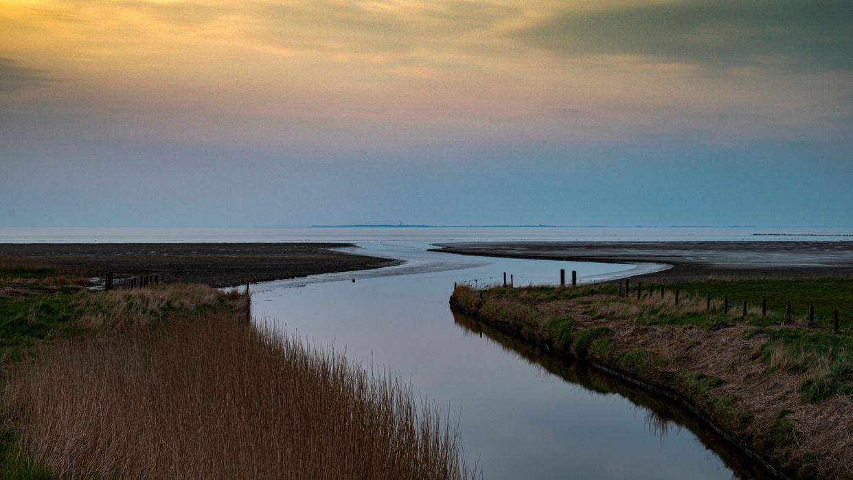 Zwarte haan