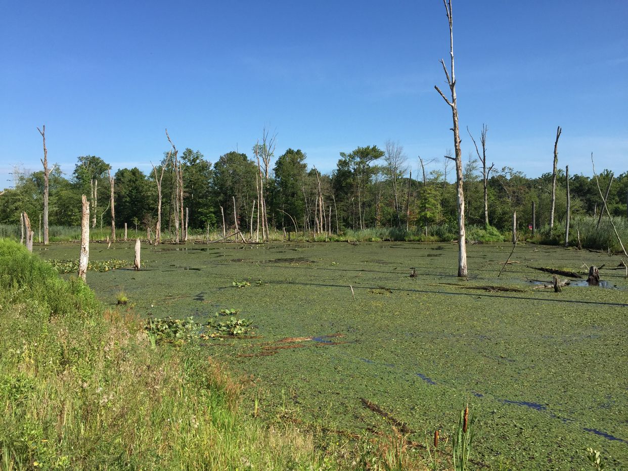 Forte Meade Swamp