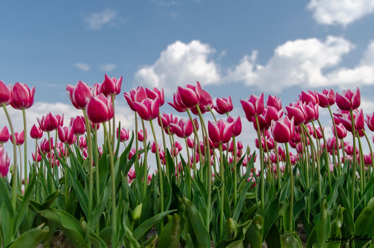 Tulip Fields