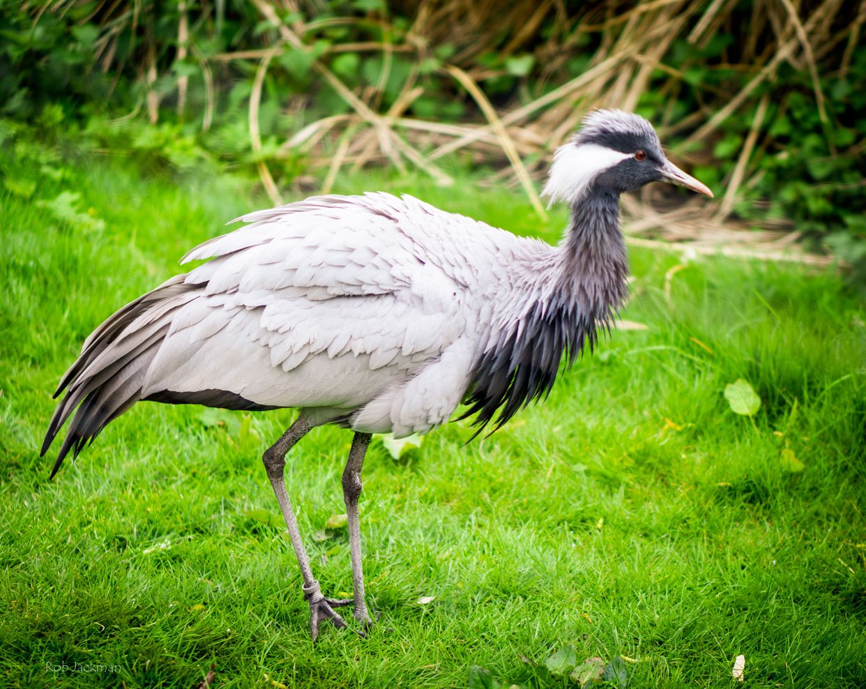 Rodbaston Animal Zone