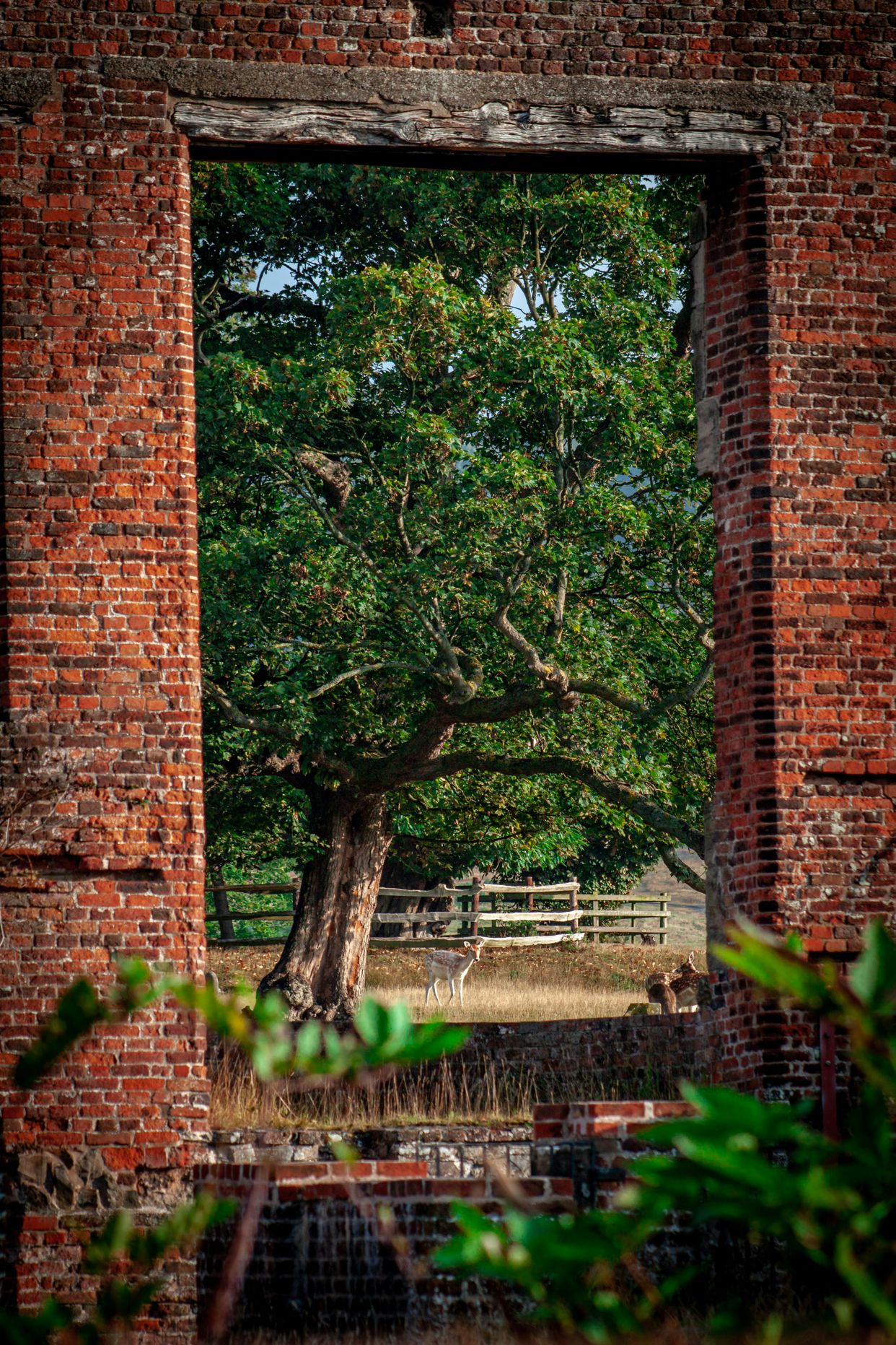 Bradgate Park