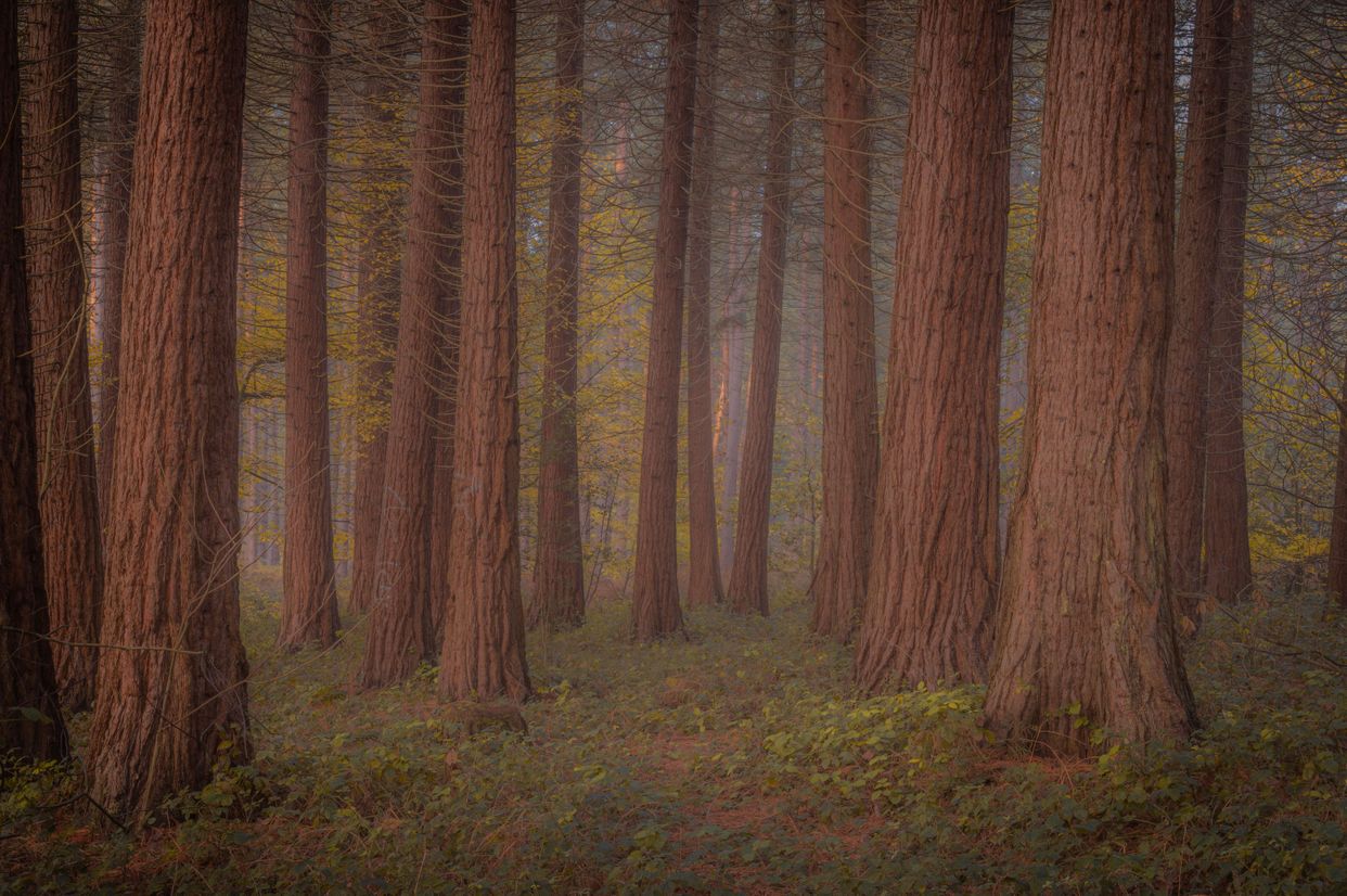 King's Wood