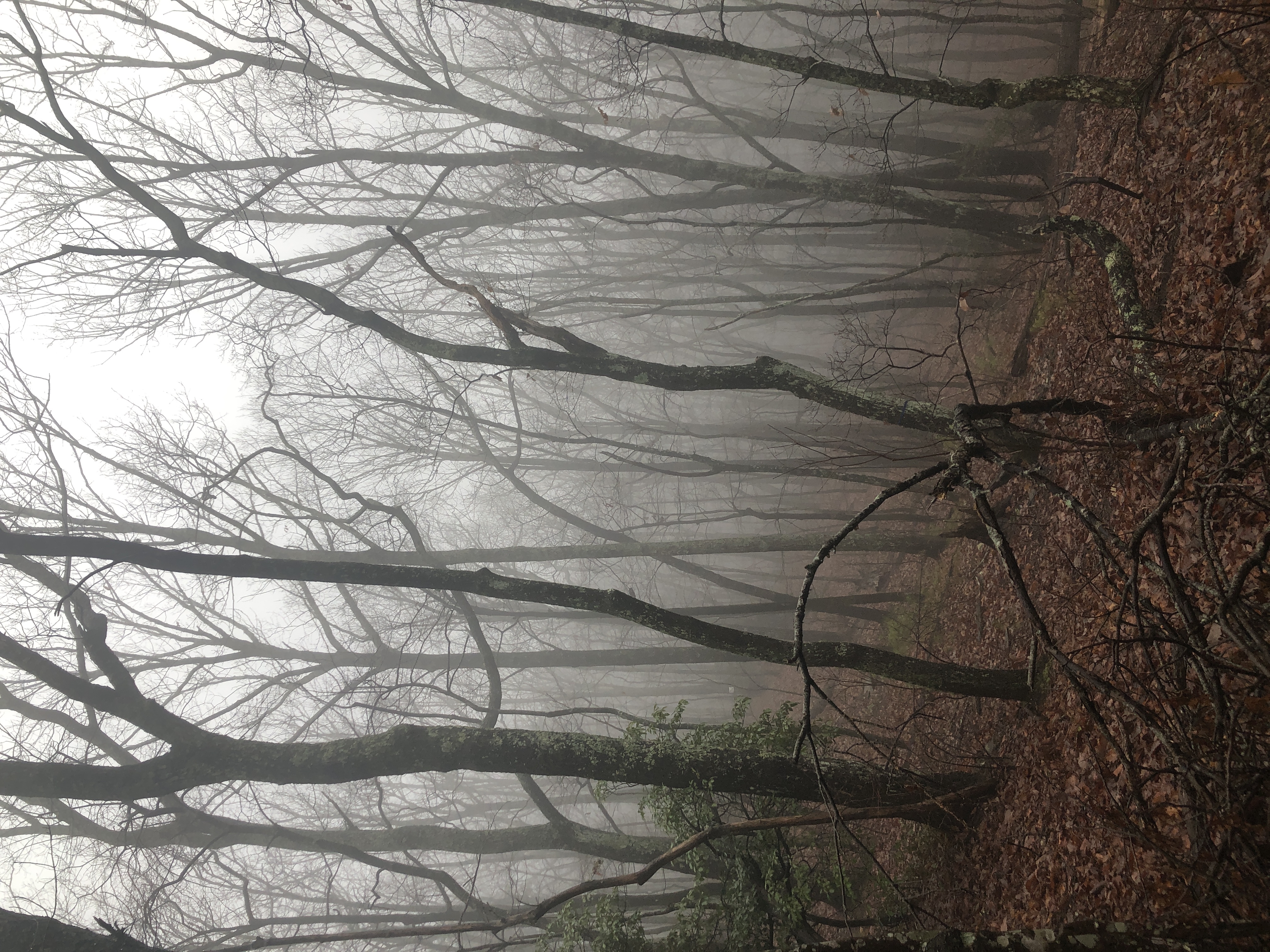 Burnt Mountain Preserve — Photo by Deuces.love