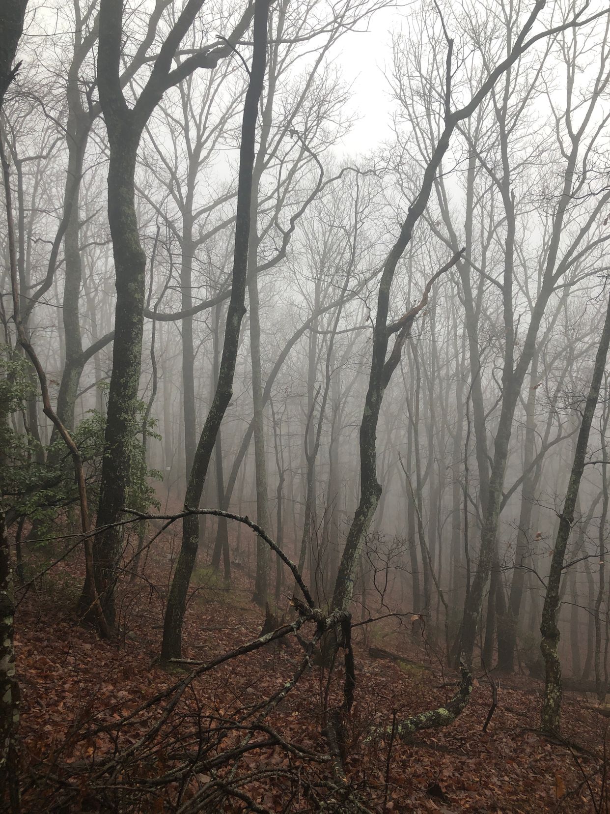 Burnt Mountain Preserve