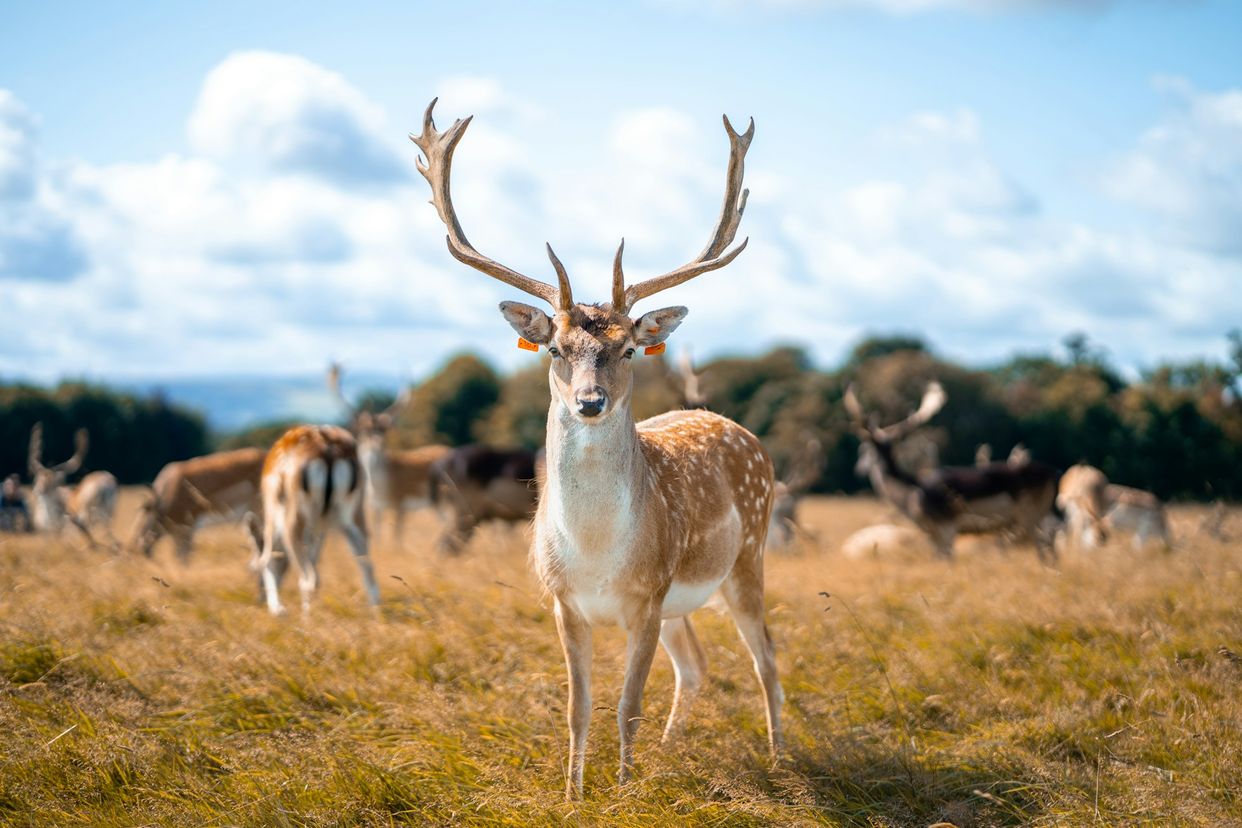 Phoenix Park