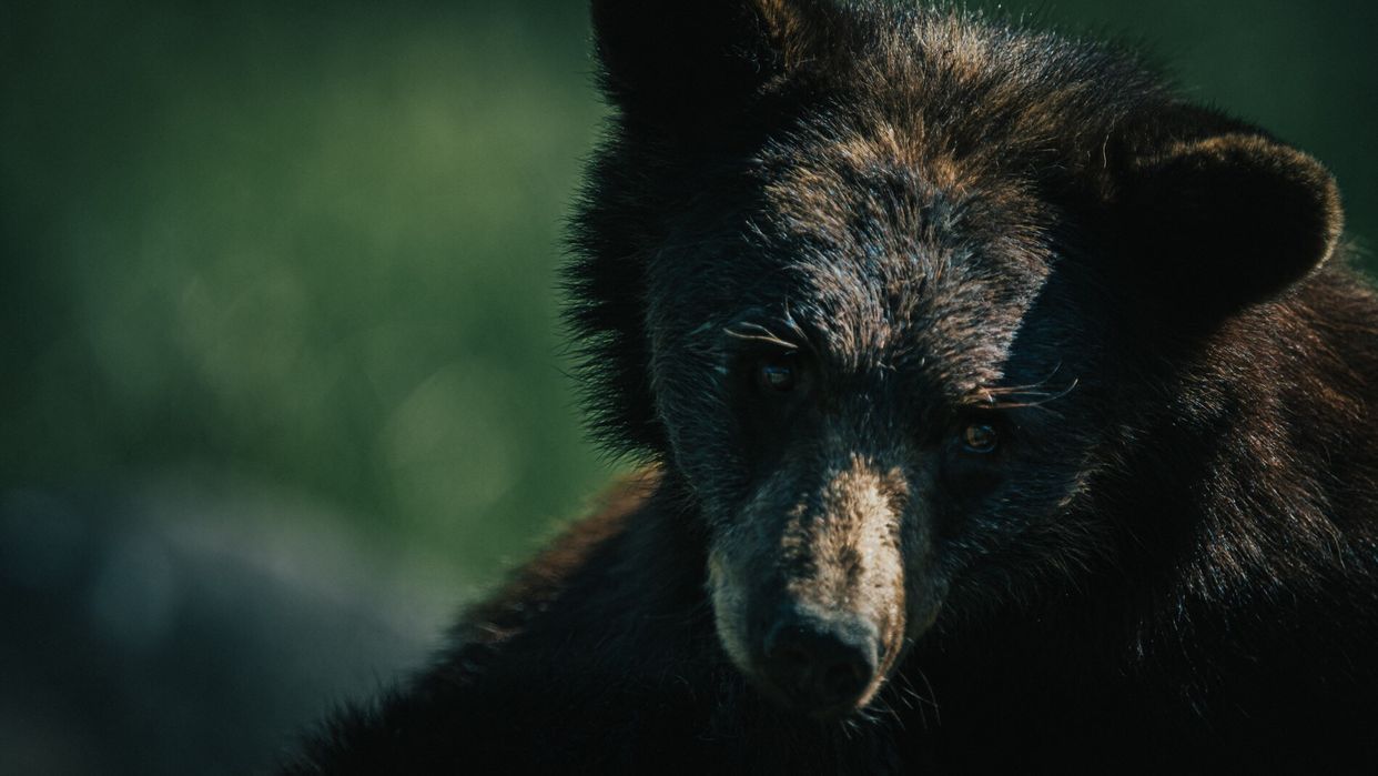 Parc Omega
