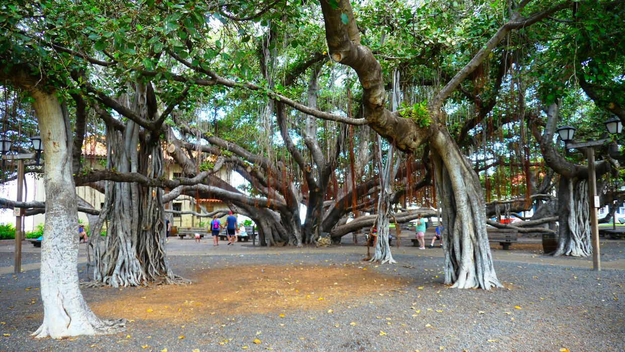Lāhainā Banyan Court