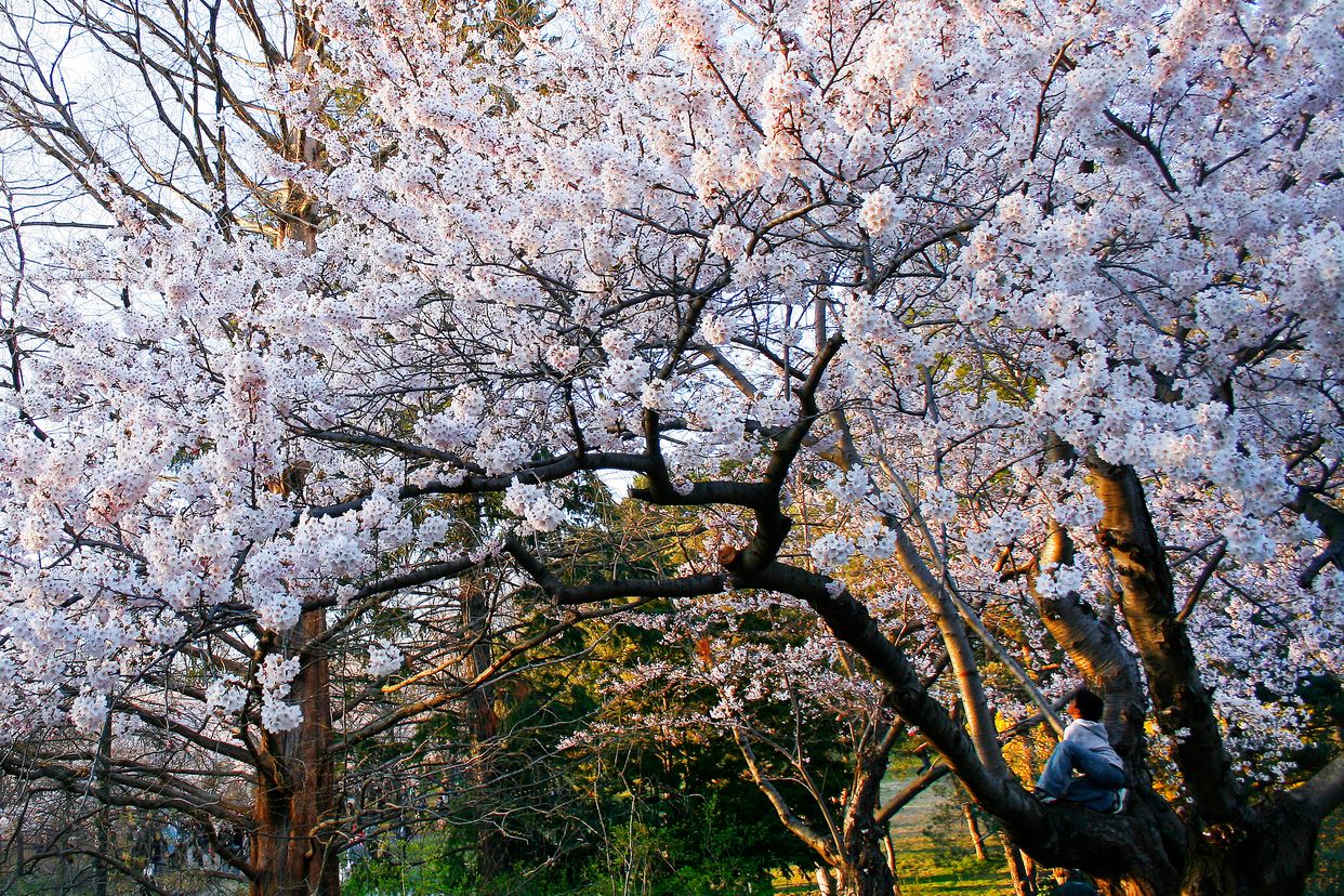 High Park Toronto Cherry Blossoms