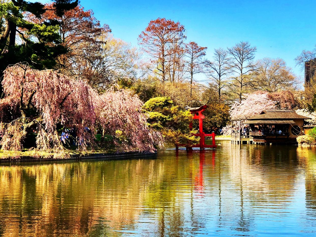 Brooklyn Botanic Garden