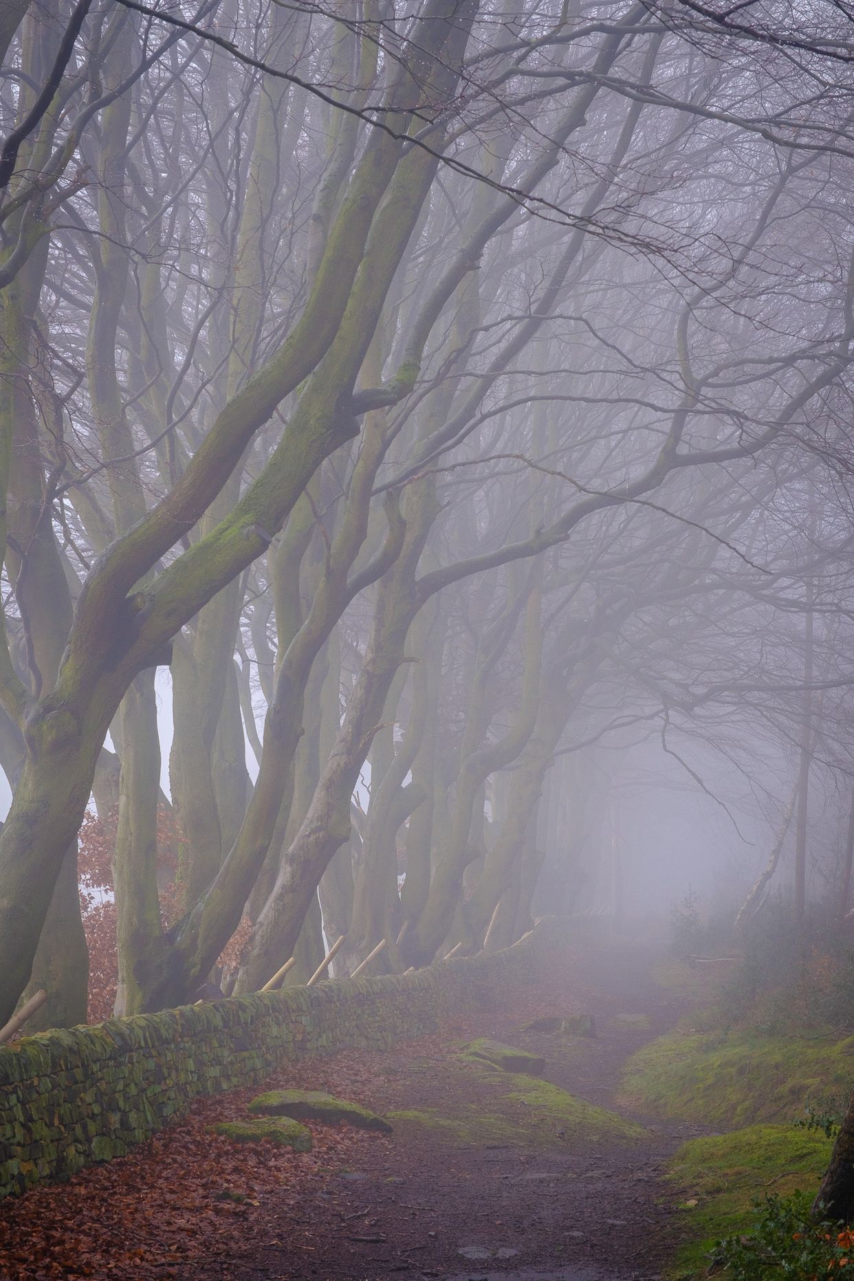 Upper Moor Woodland