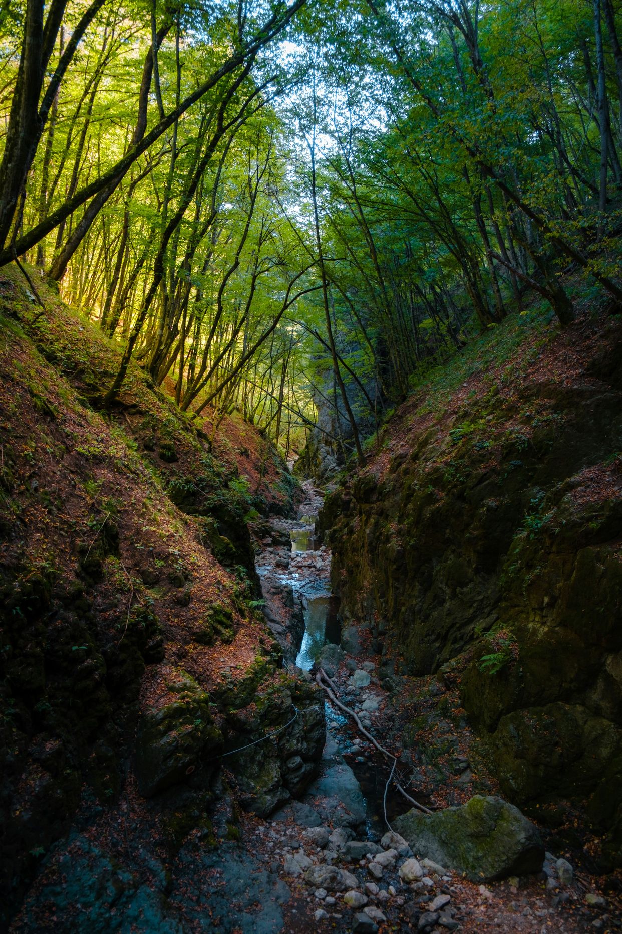 Cheile Borzești