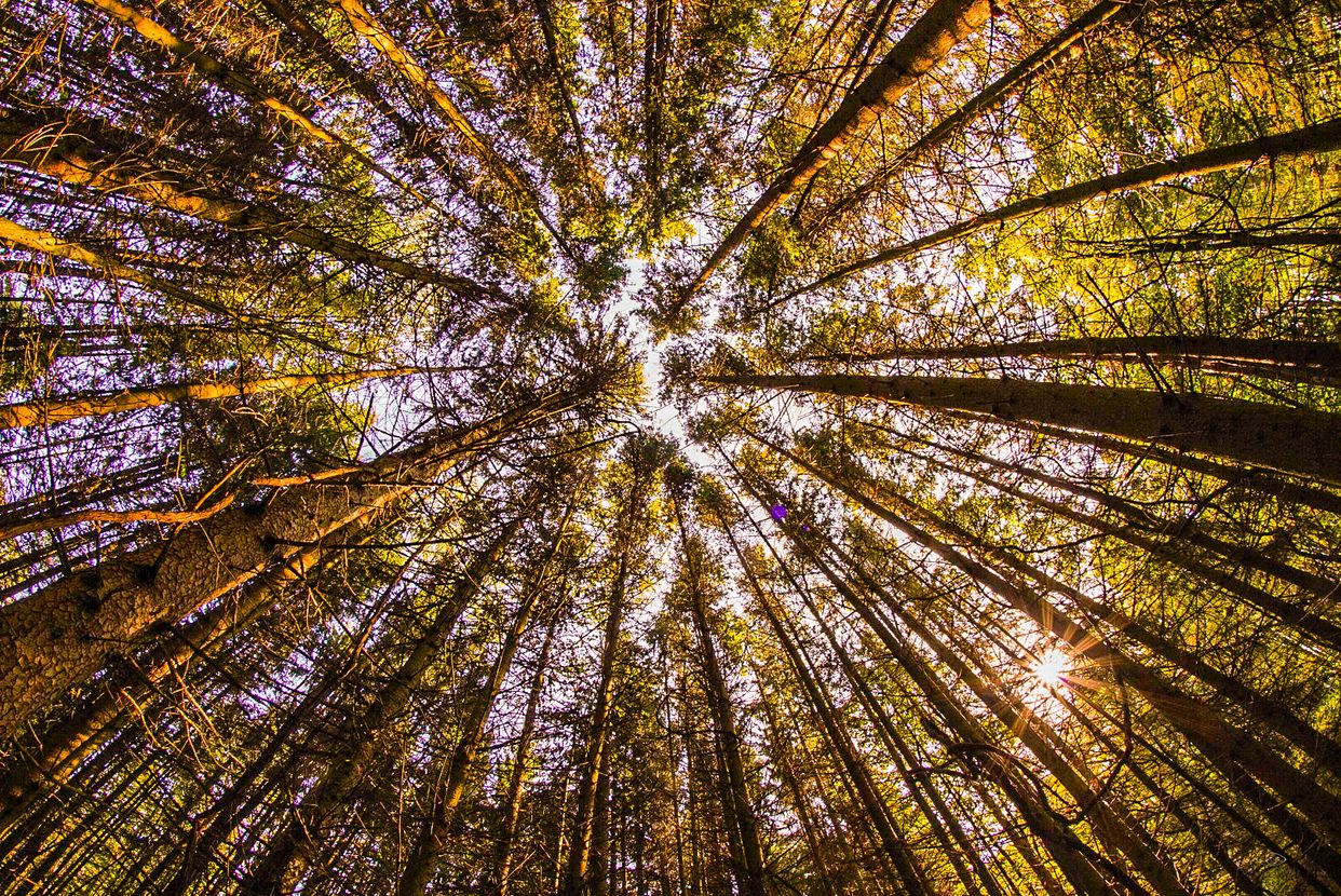 Tree Farm Trail 