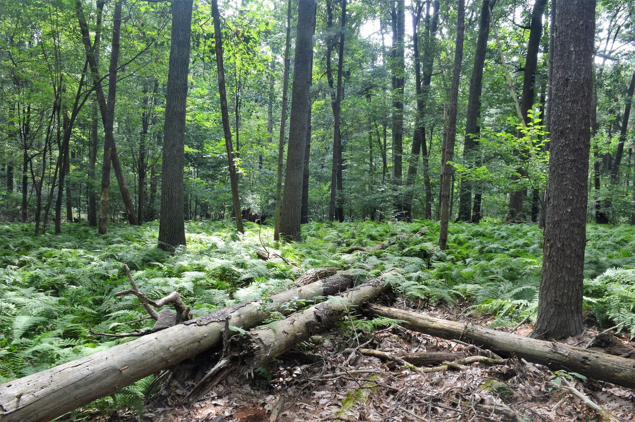 Nolde Forest